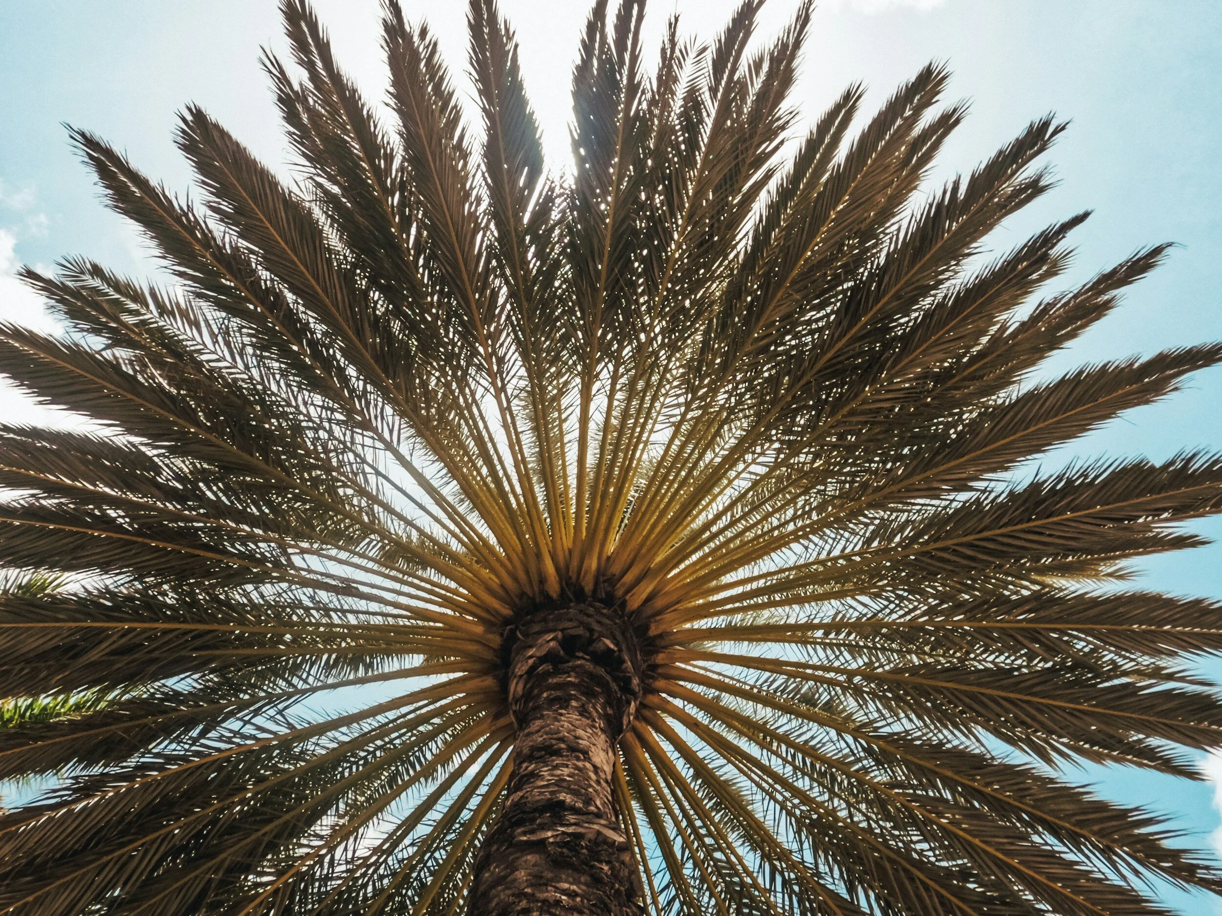 A low-angle view of a palm tree with long, arching fronds against a bright sky.