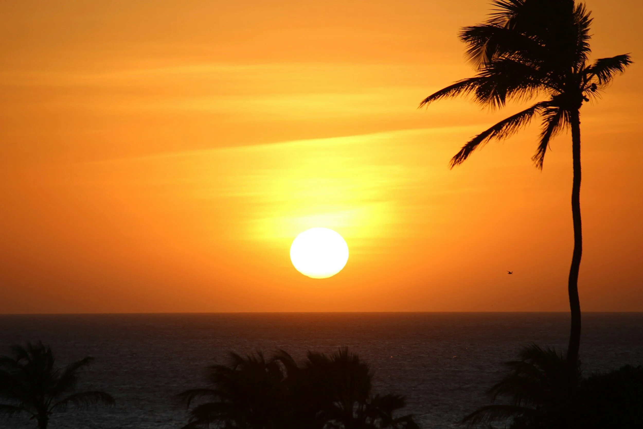 Sun setting over the ocean with visible silhouette of a palm tree and some smaller trees in foreground.
