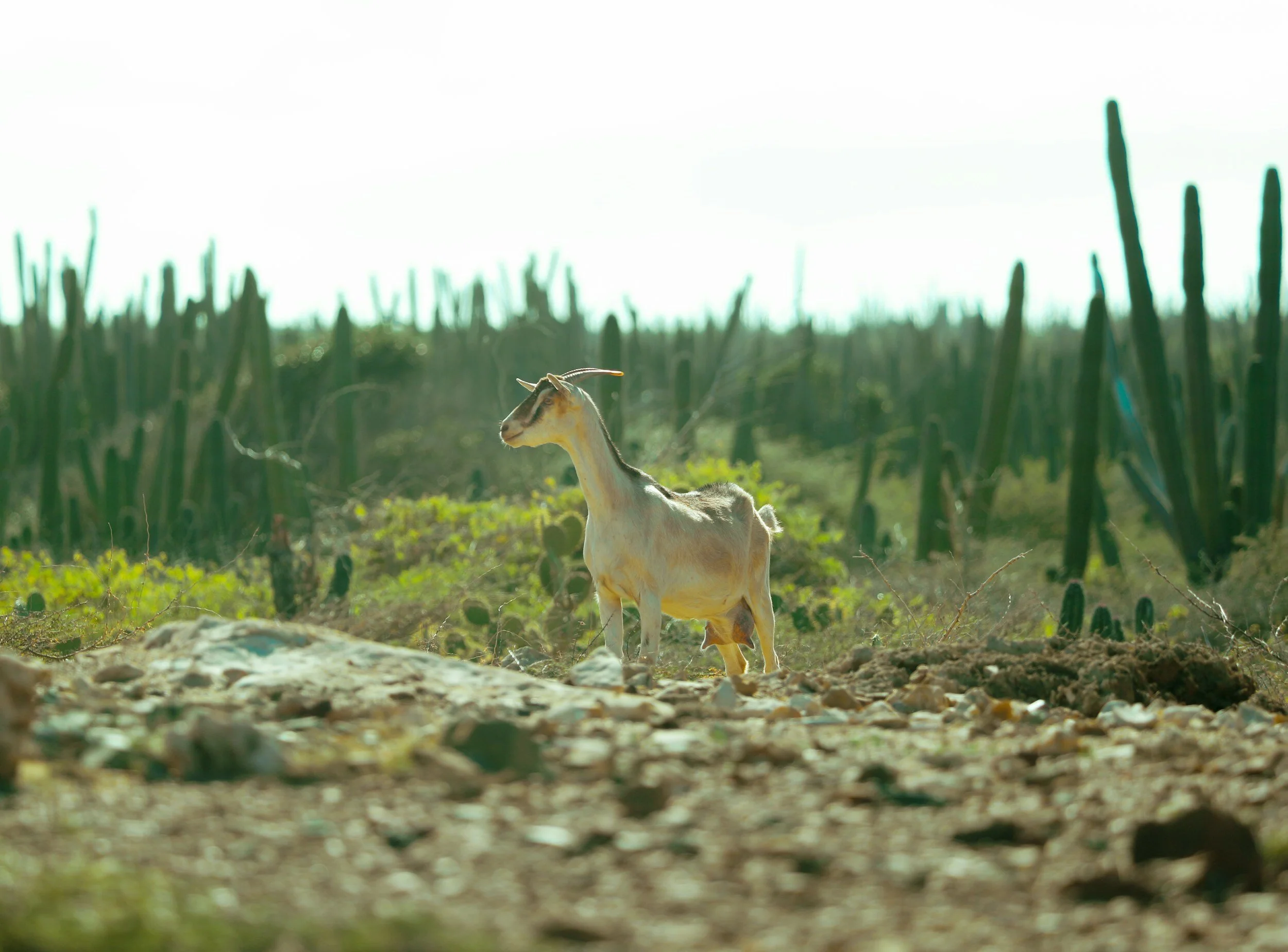 A goat standing on rocky terrain in a desert landscape with tall cactus plants in the background.