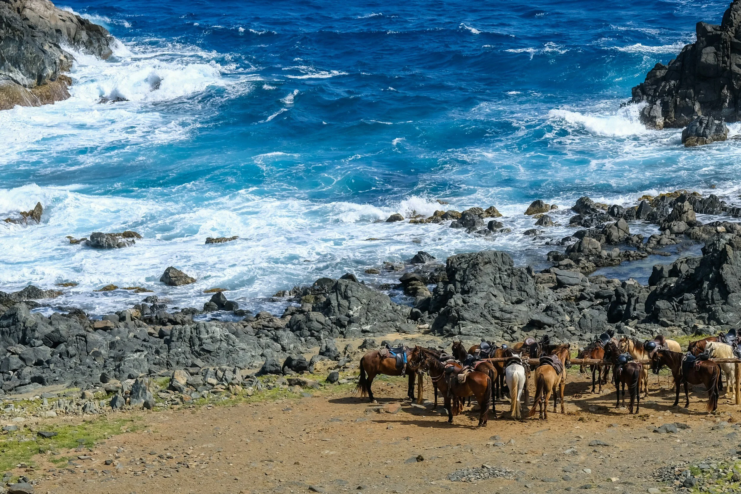 Group of horses with saddles and helmets standing on rocky and sandy coastal area near the ocean, with waves crashing against rocks in the background.