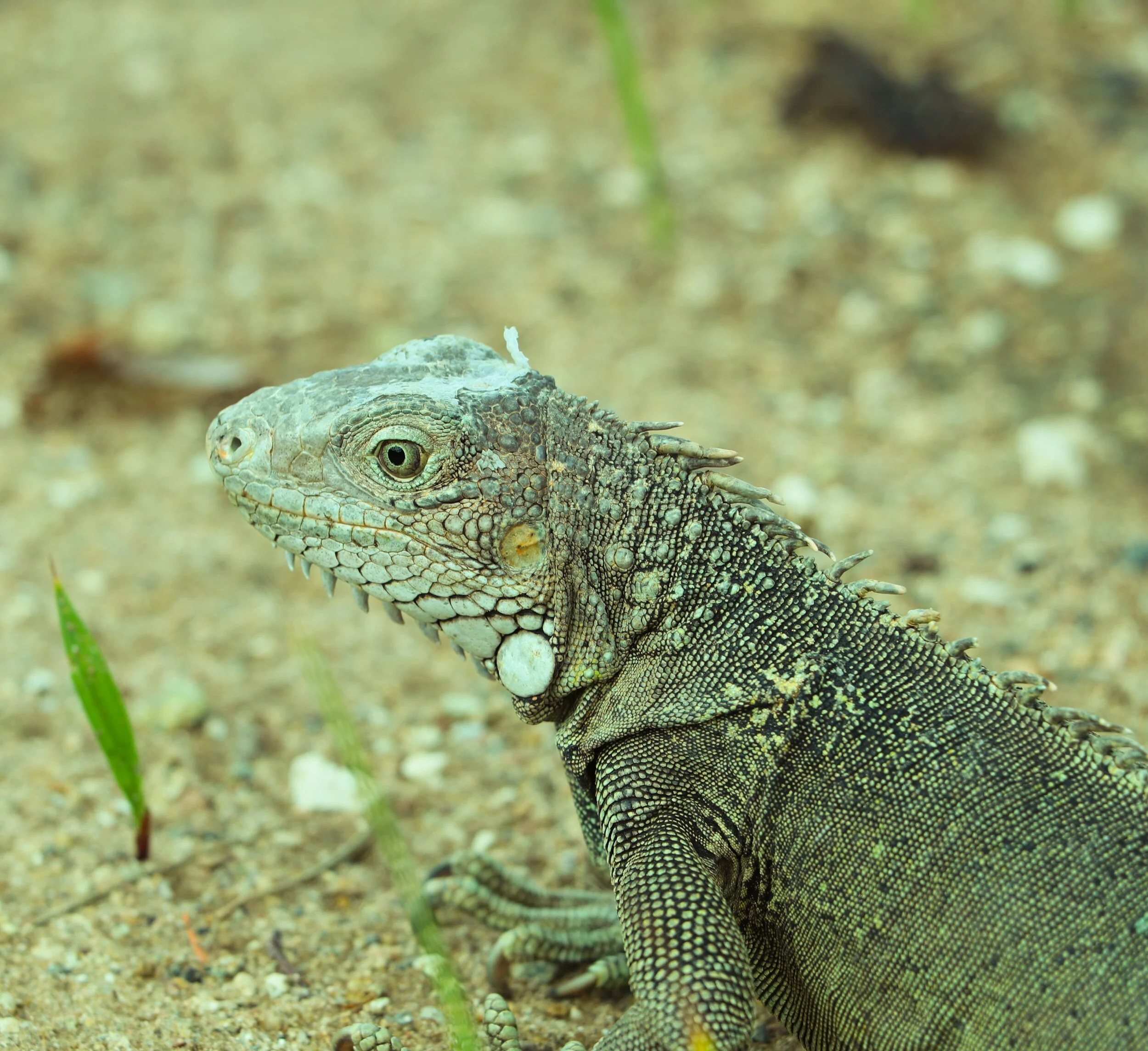 Close-up of a green and gray iguana on sandy ground with small green plants.