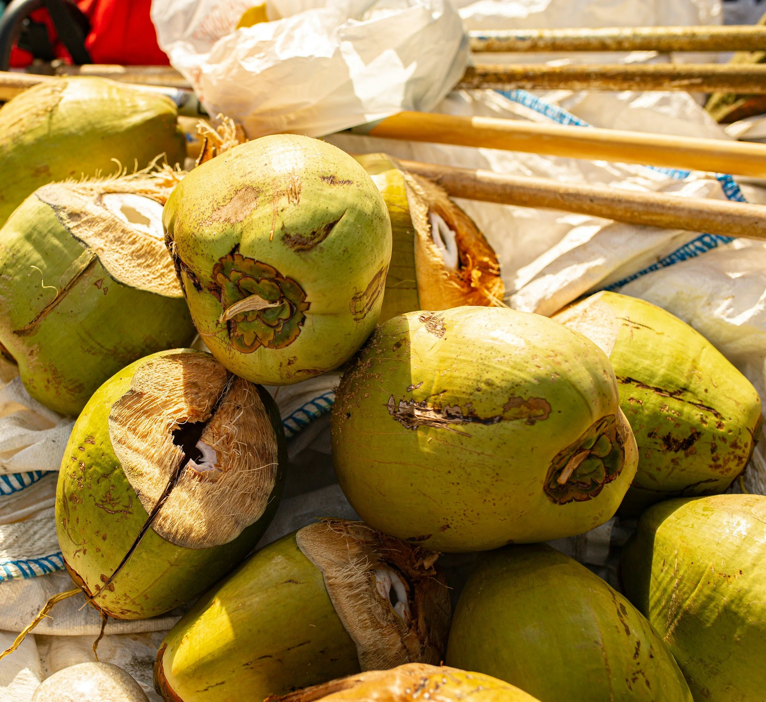Fresh green coconuts with some brown husks, some with torn outer shells, placed on a white surface with plastic and wooden sticks nearby.