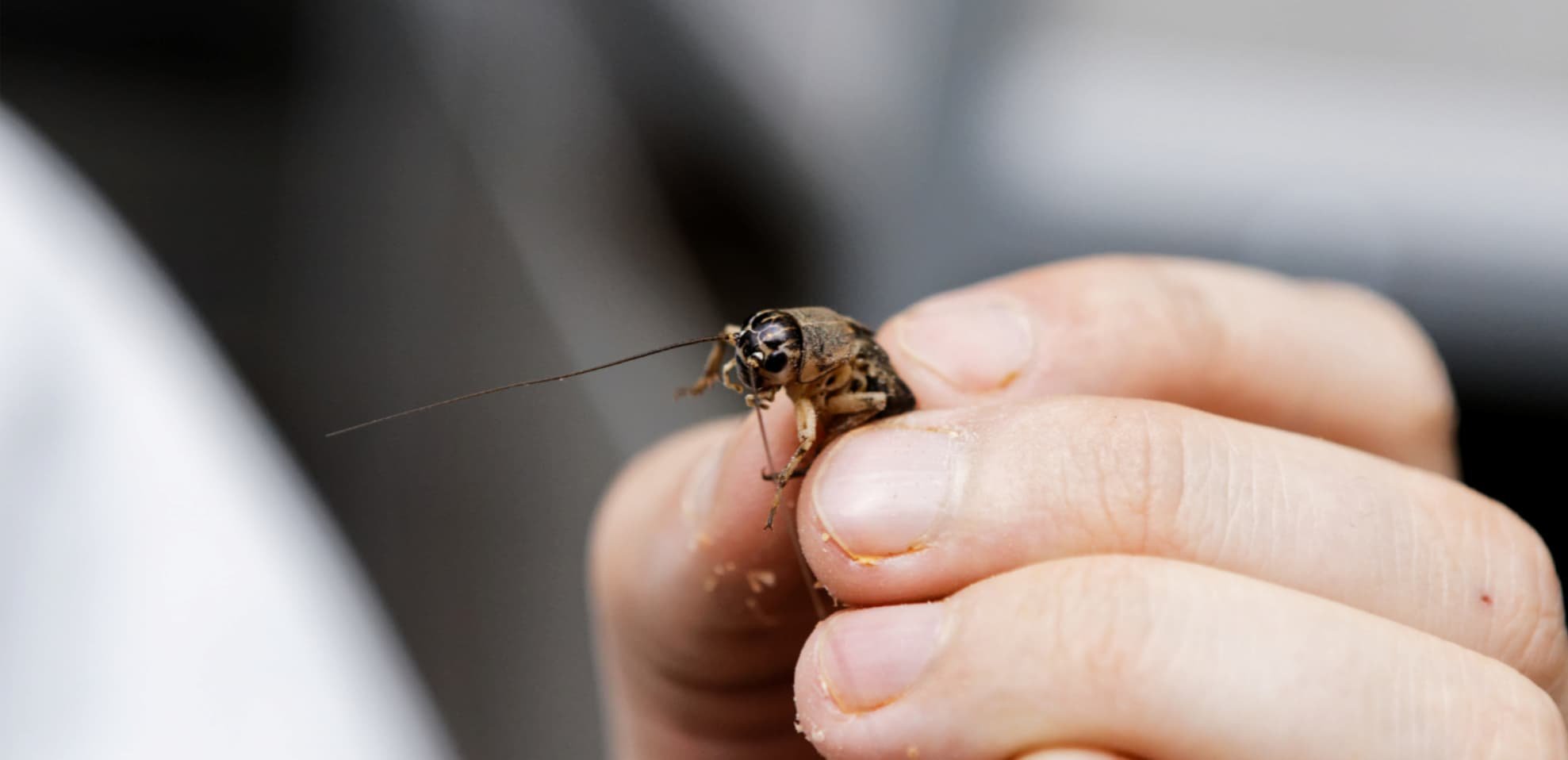 Center for Insect Biomanufacturing and Innovation