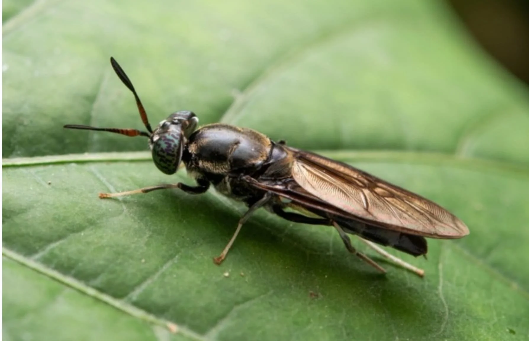 Center for Insect Biomanufacturing and Innovation