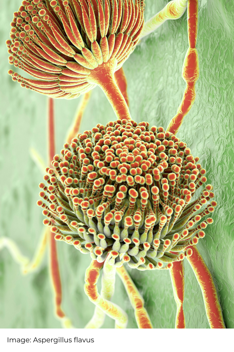 Microbe Insects Insects Potential in Mycotoxin Mitigation — Center for Environmental ...