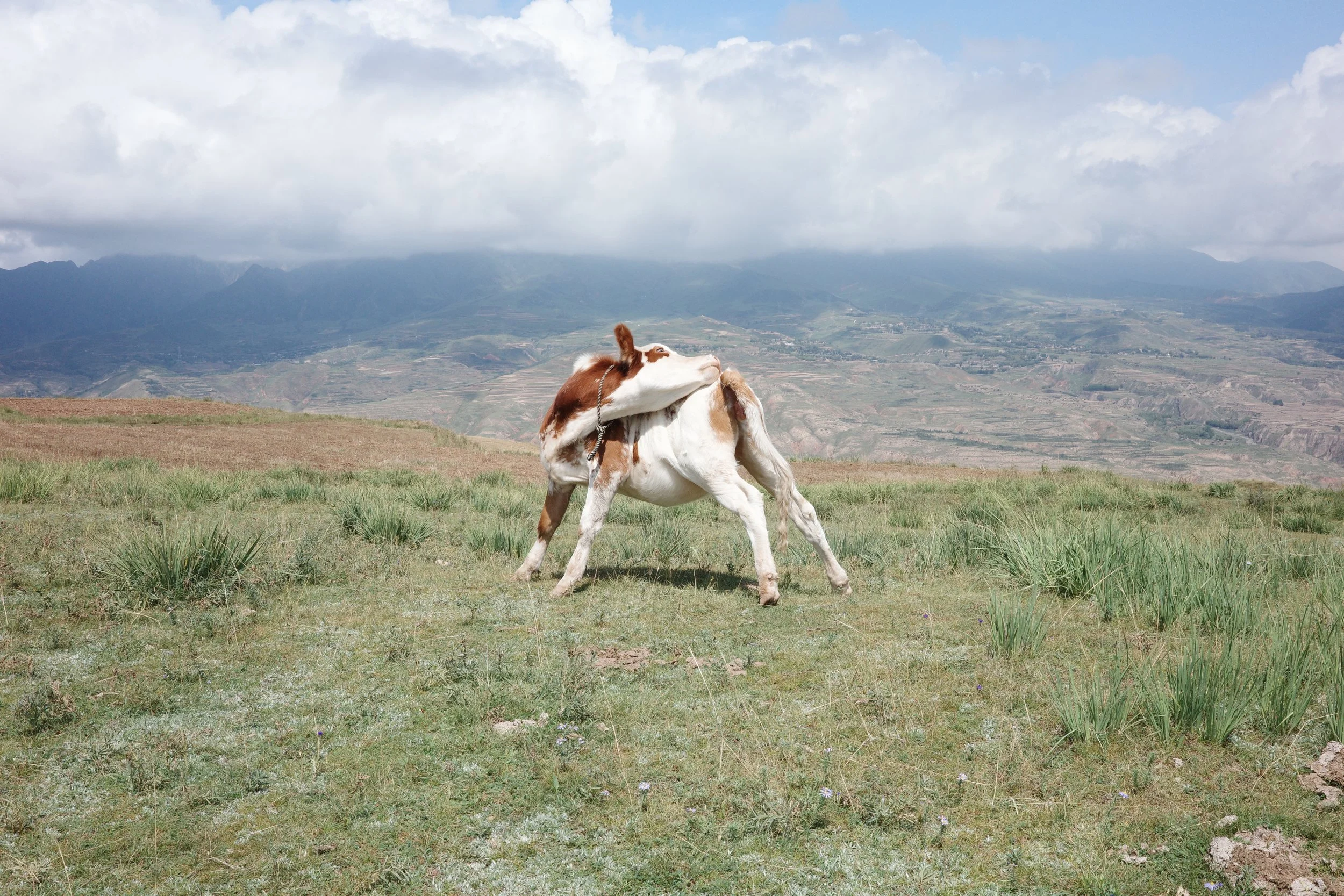 No time zones in the sparrows palace