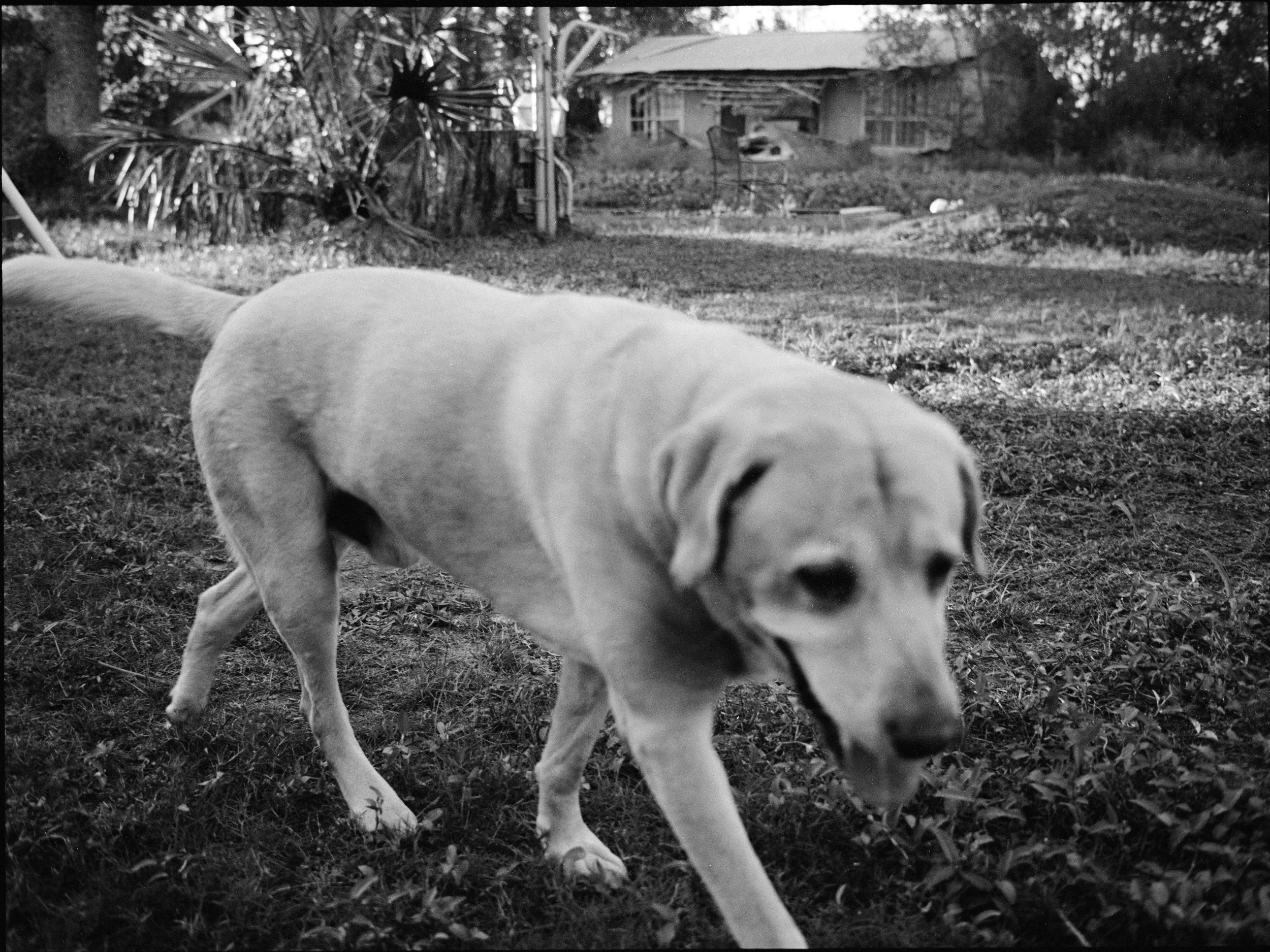 doggo.jpeg