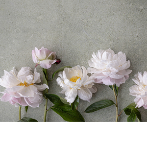 Wildflower Mental Wellness Llc