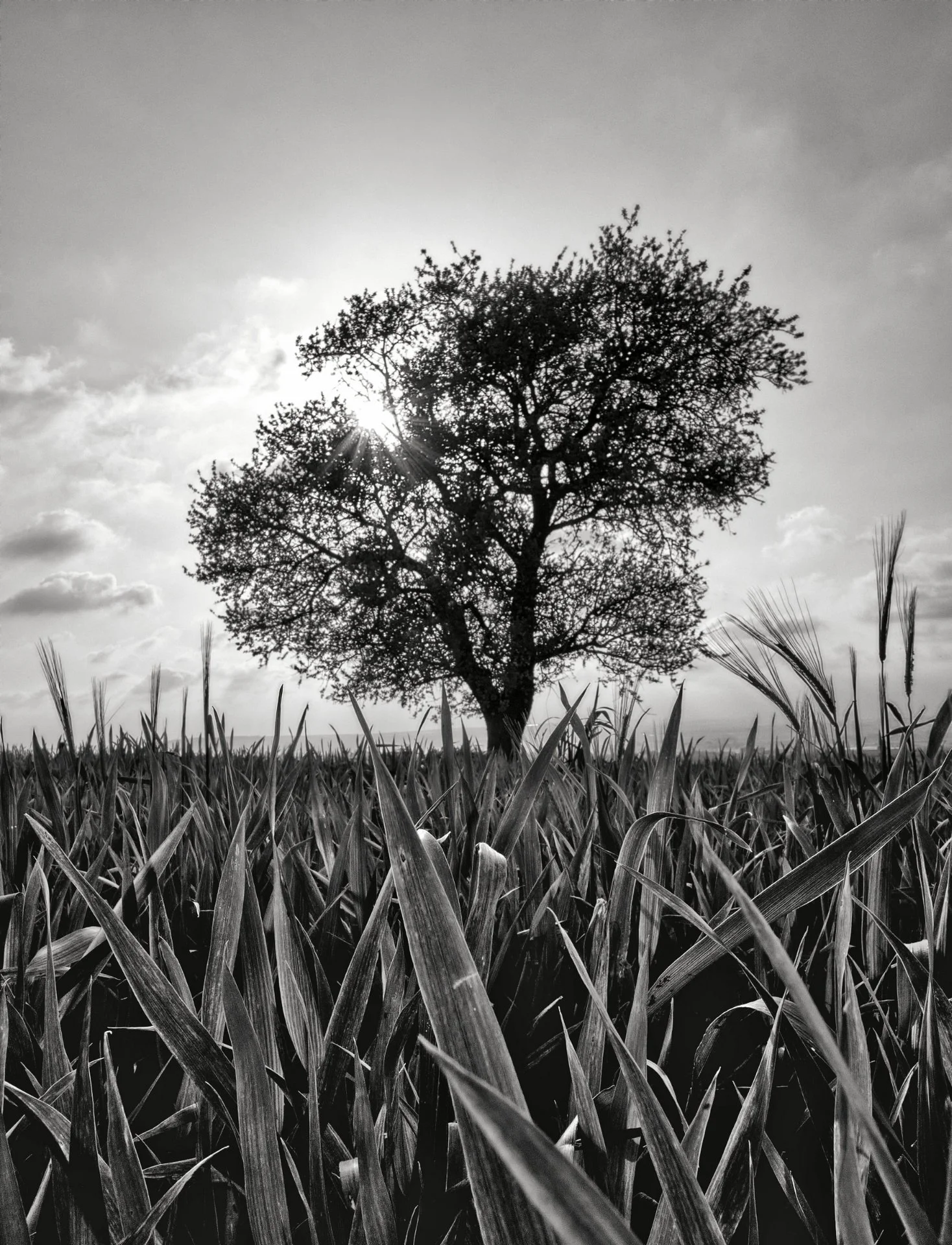 _DSF4514-01 small.jpeg