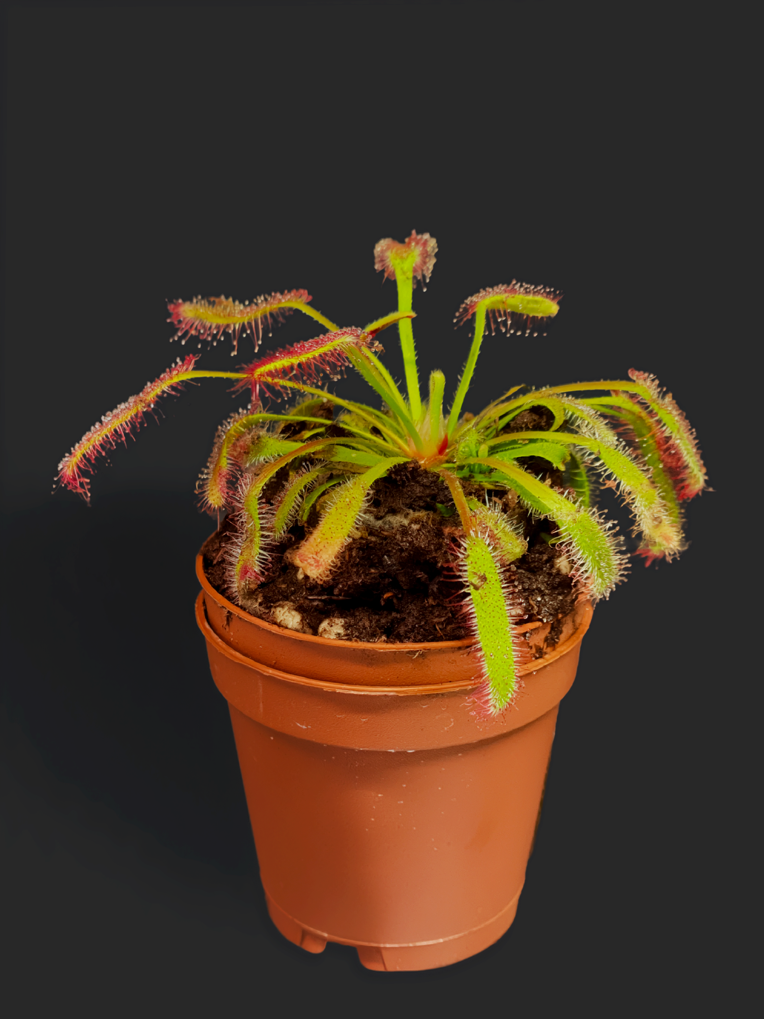 Preorder: The Cryptobotany Bundle -- Ya-Te-Veo Tee Shirt & Cape Sundew