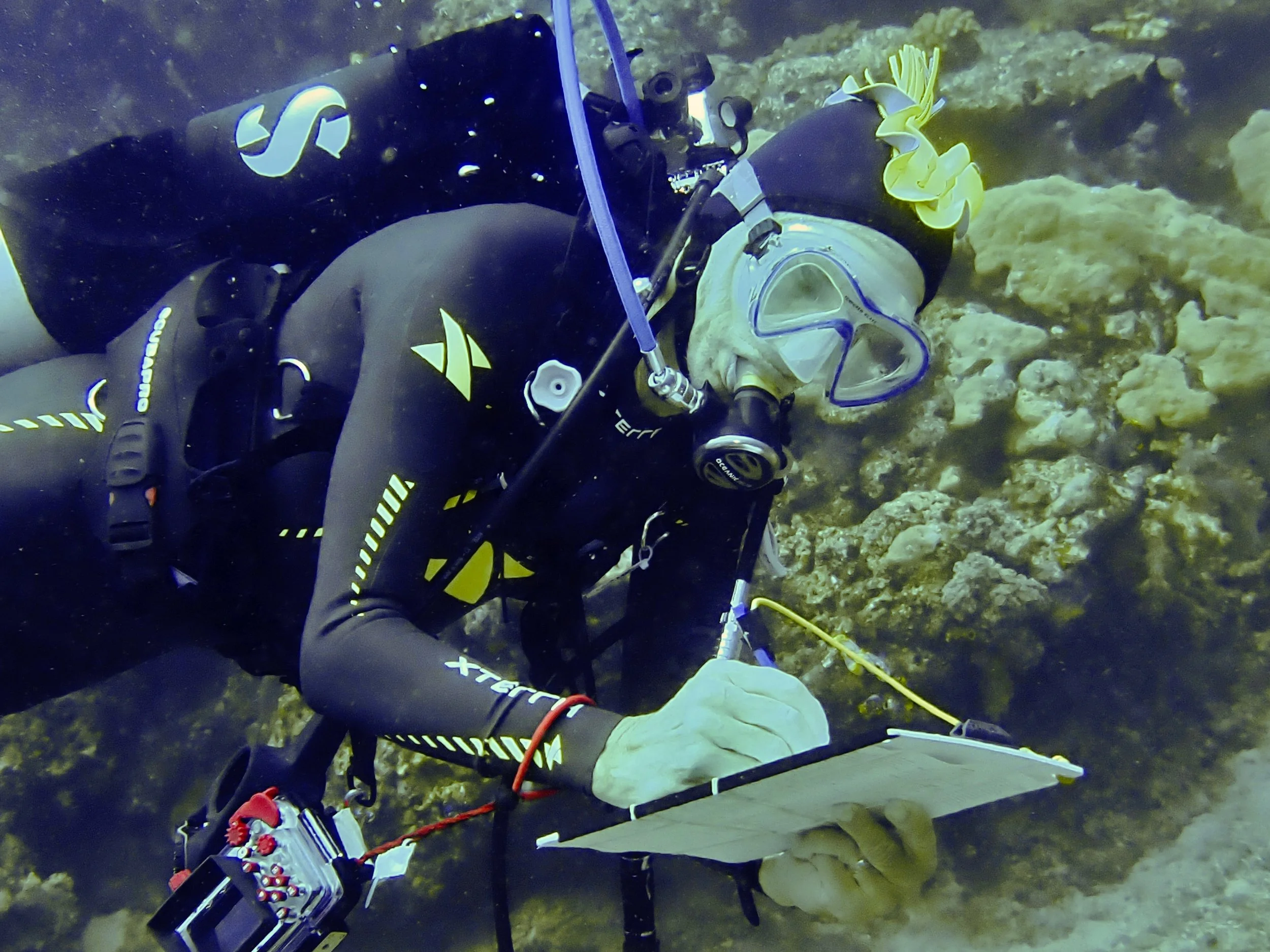Learning to See: Diving with REEF in Raja Ampat