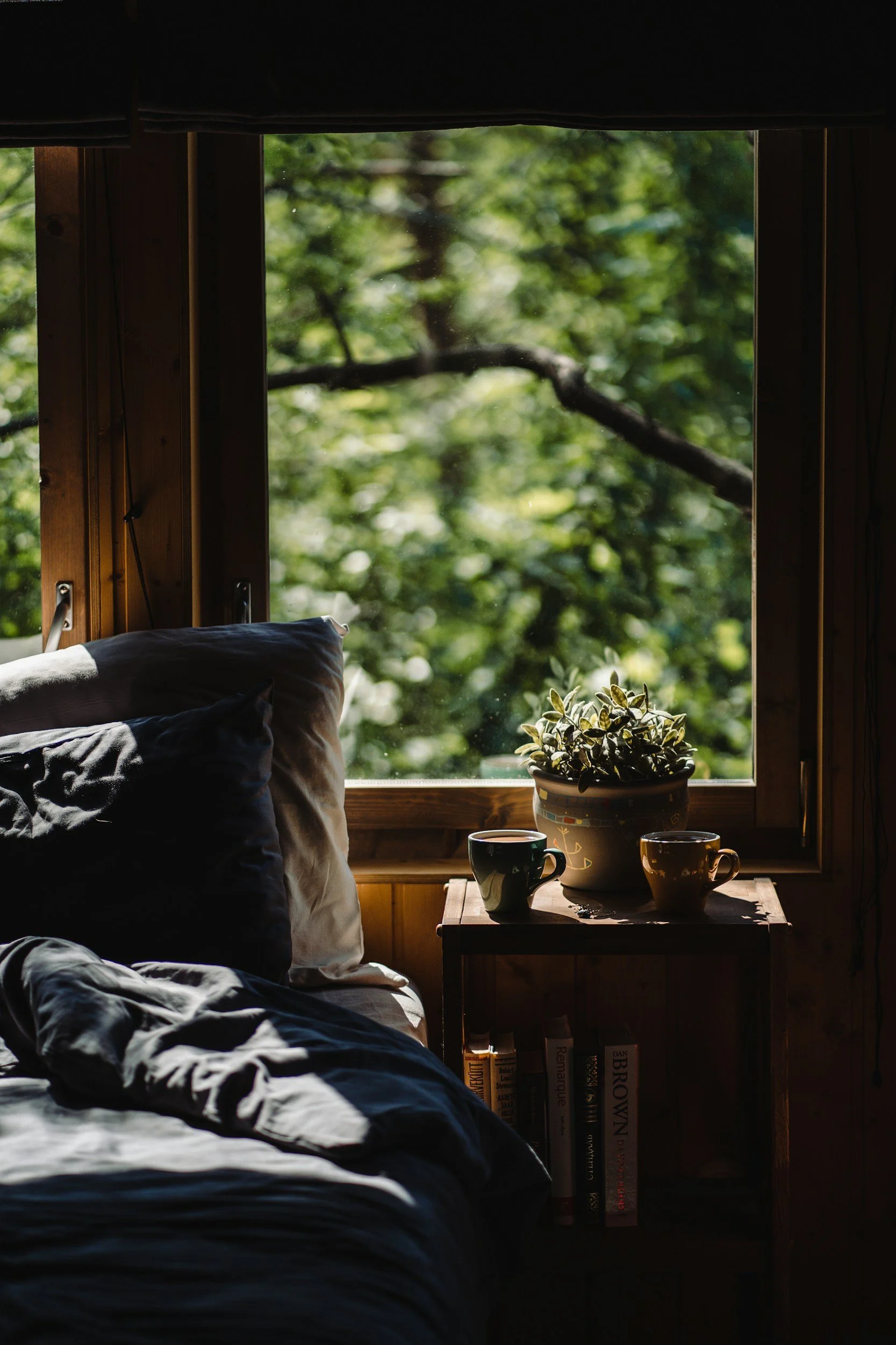 My Dream - Tree House