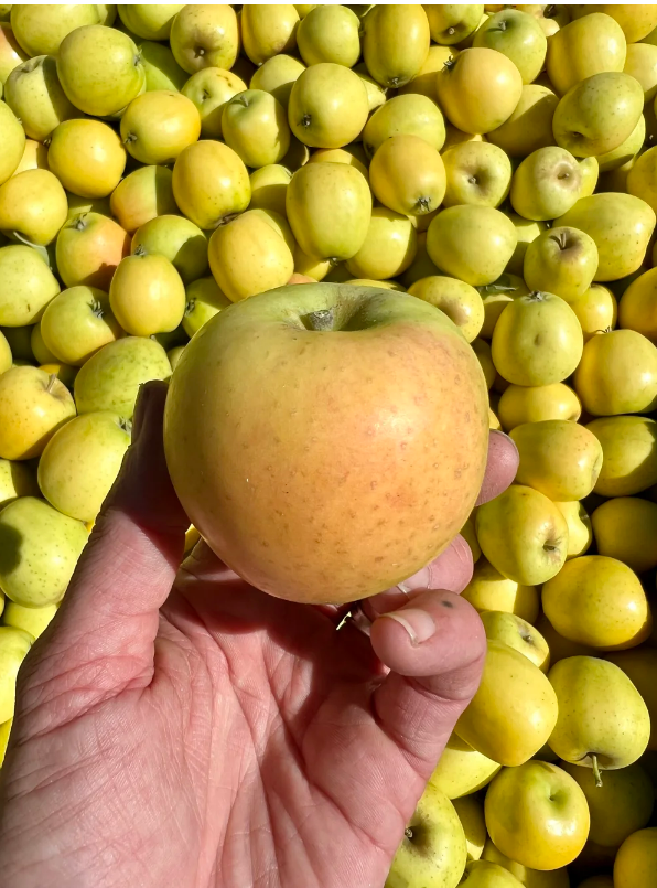 Screenshot 2025-10-07 162936.png
