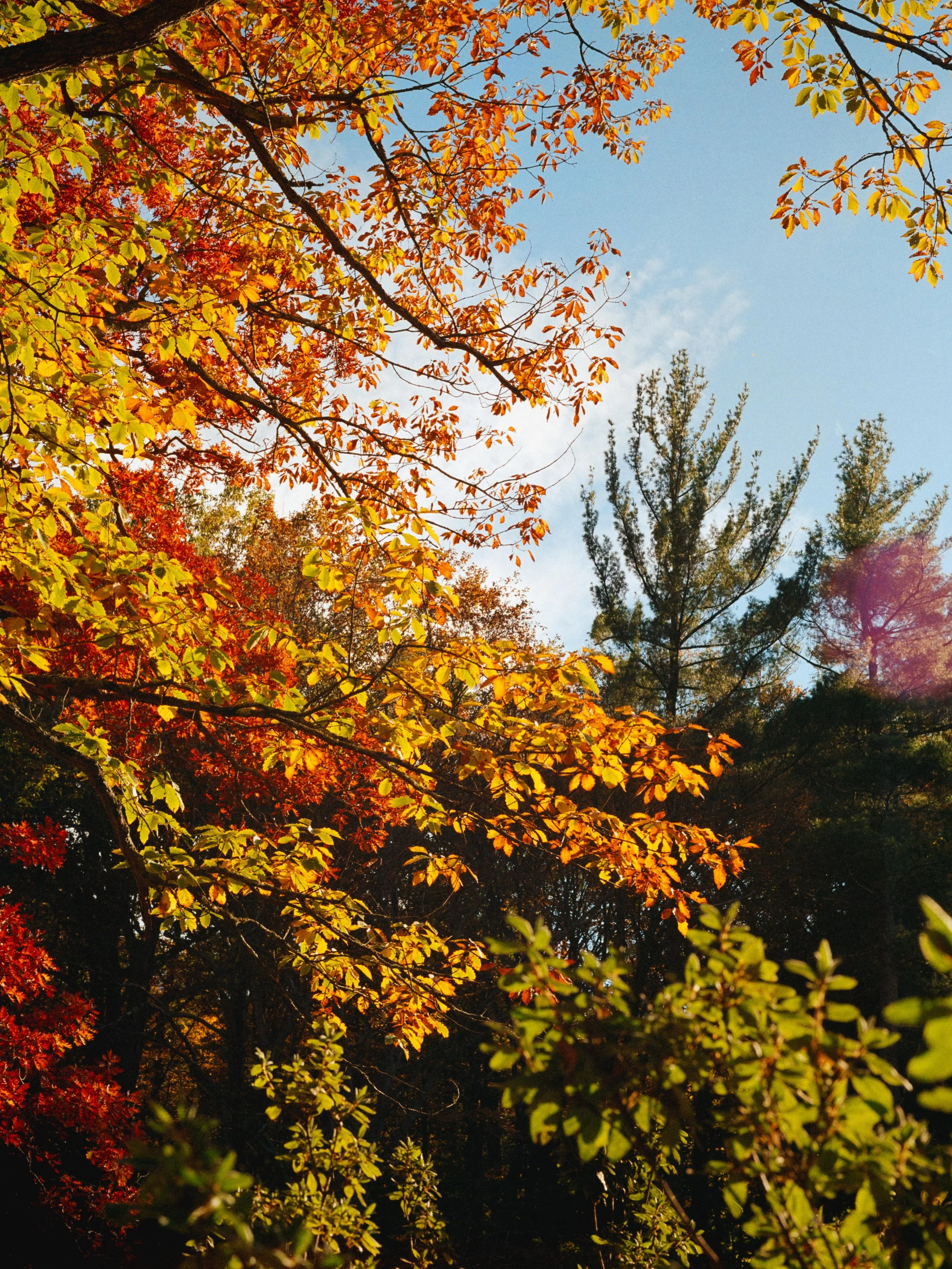 Lomo 400 - Sparta, Bucks Garden-9.jpg