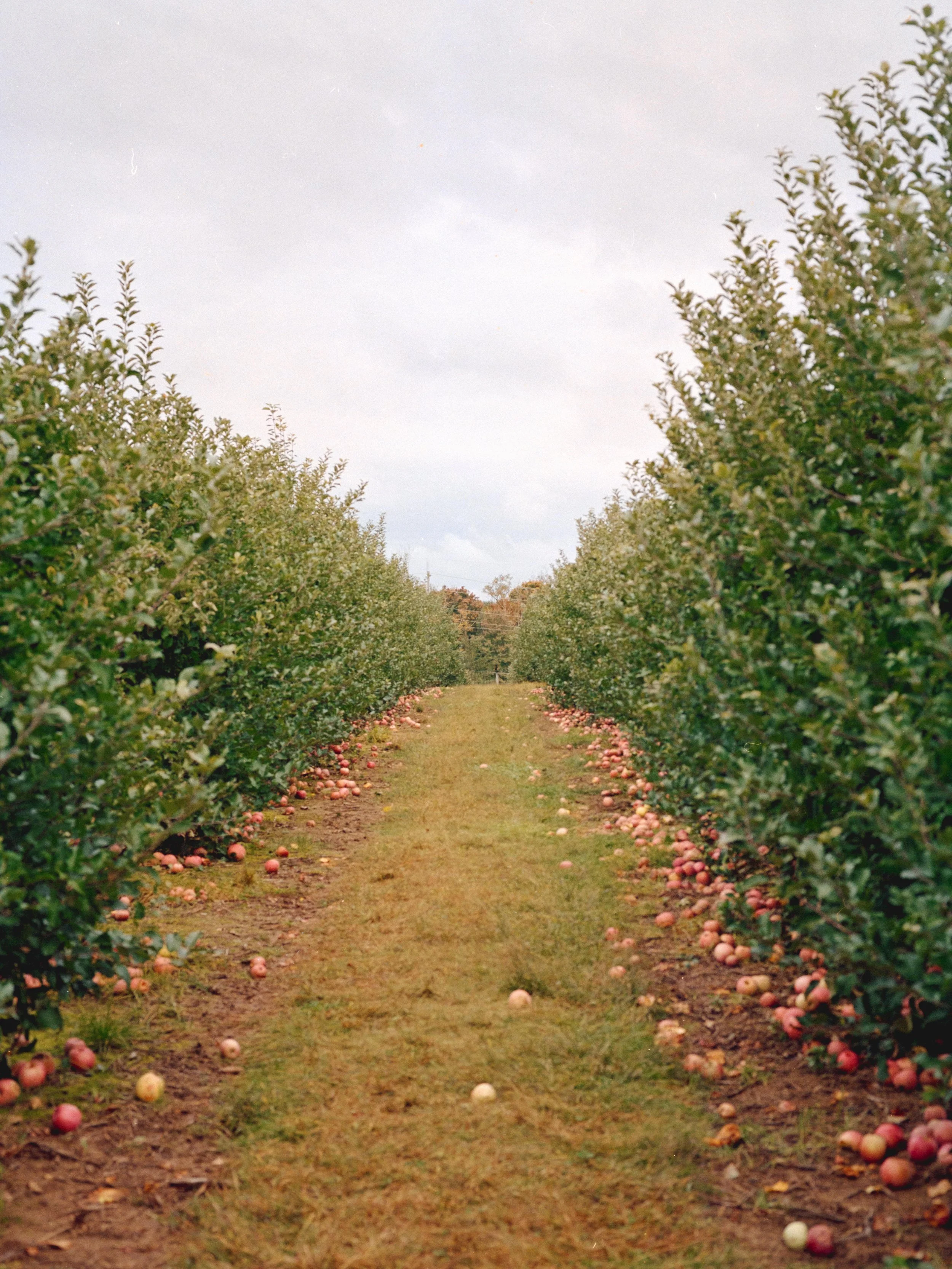 Portra 400 - Apple, Weehawken, Sparta-1.jpg