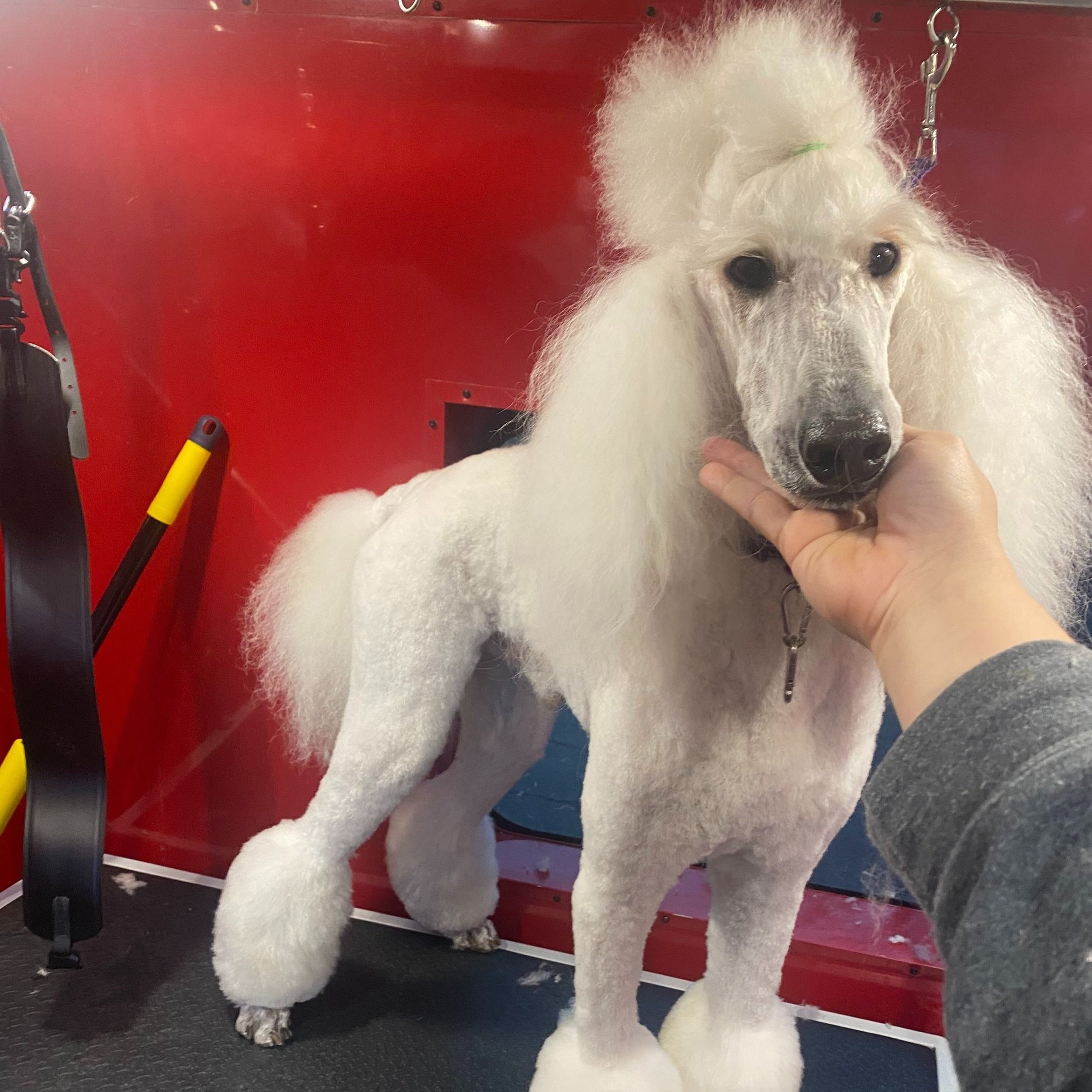 Gabby The Groomer