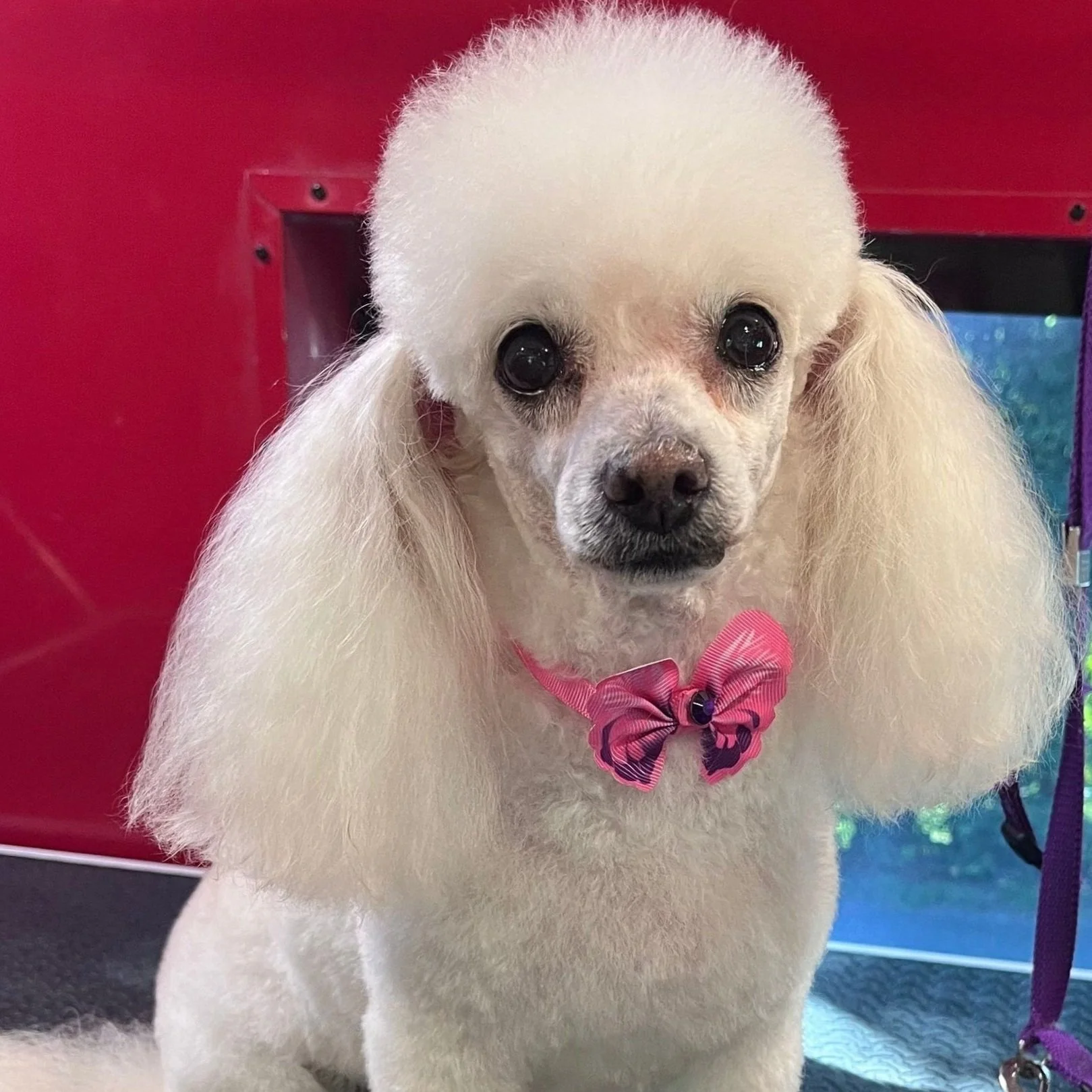 Gabby The Groomer