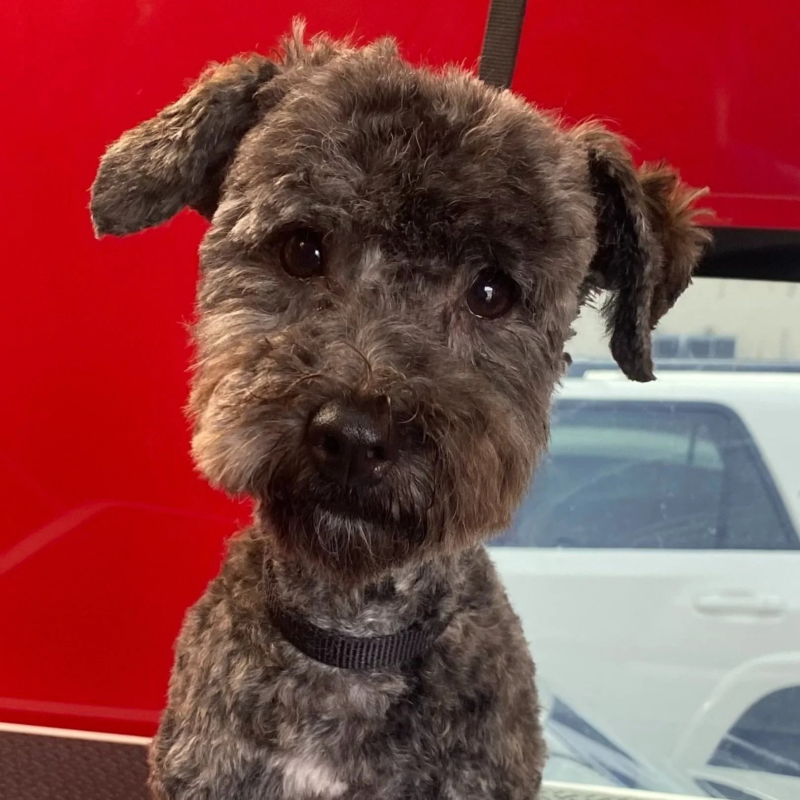 Gabby The Groomer
