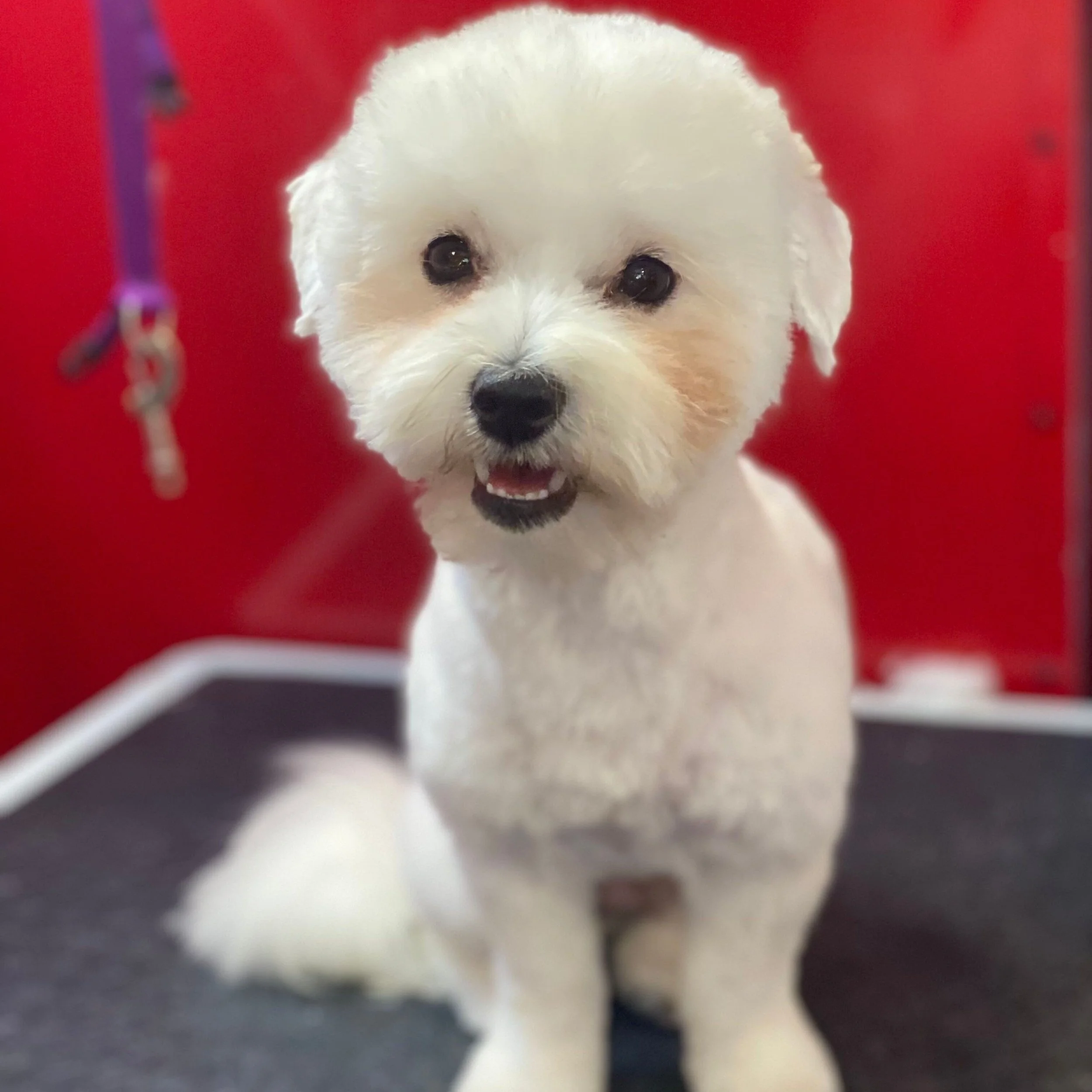 Gabby The Groomer