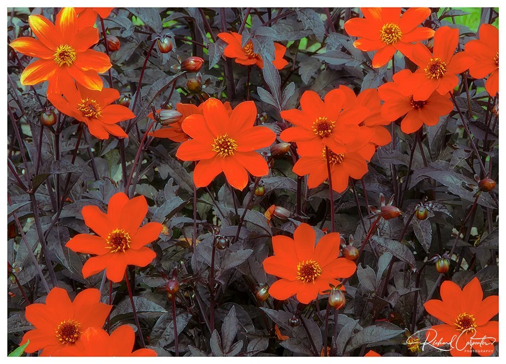 Red-Flowers-border-and-signature.jpg