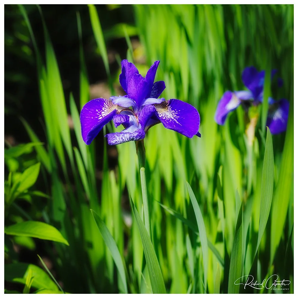 Blue-Iris.jpg