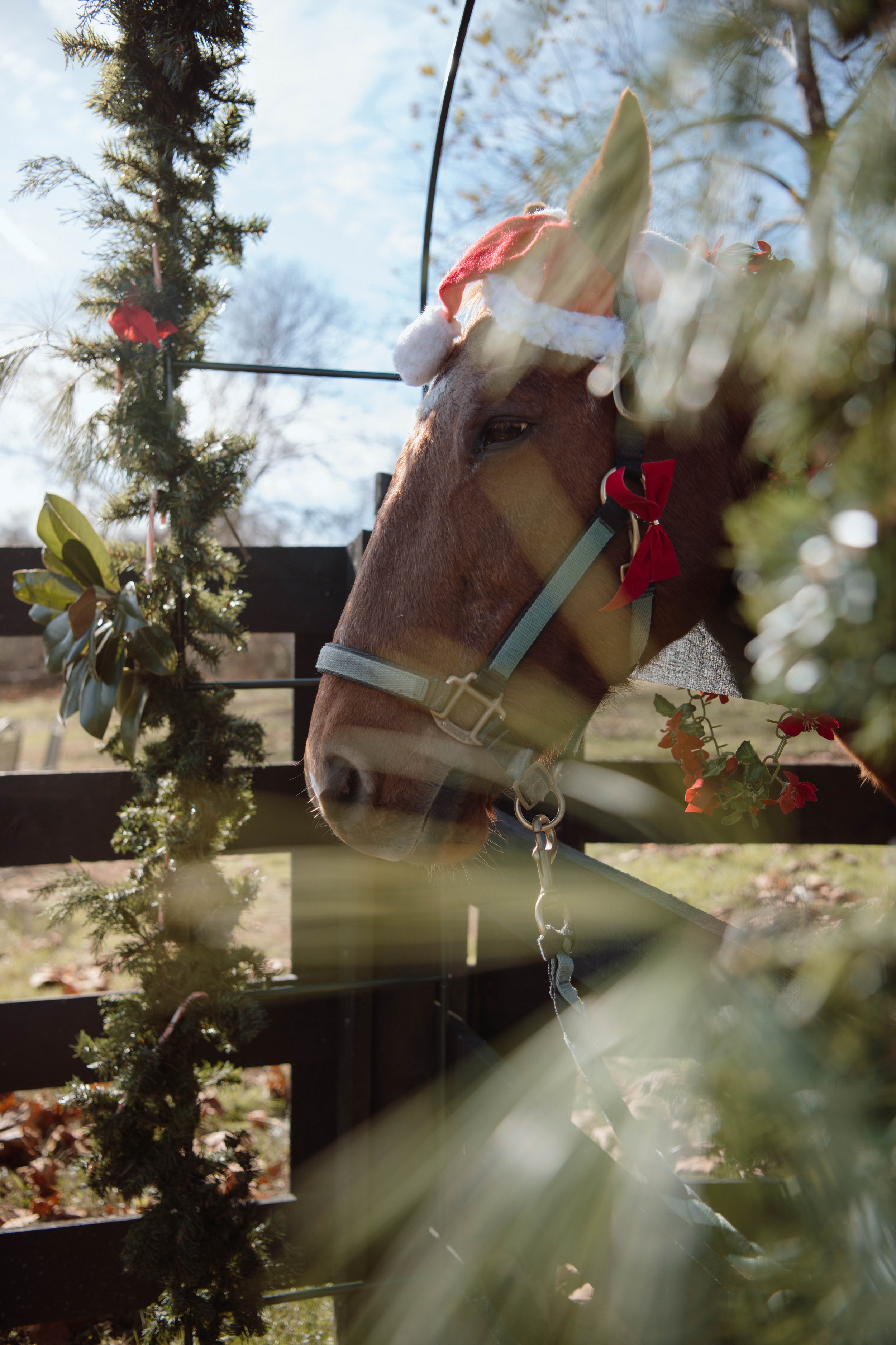 Freedom Hill Horse Rescue Charity Event