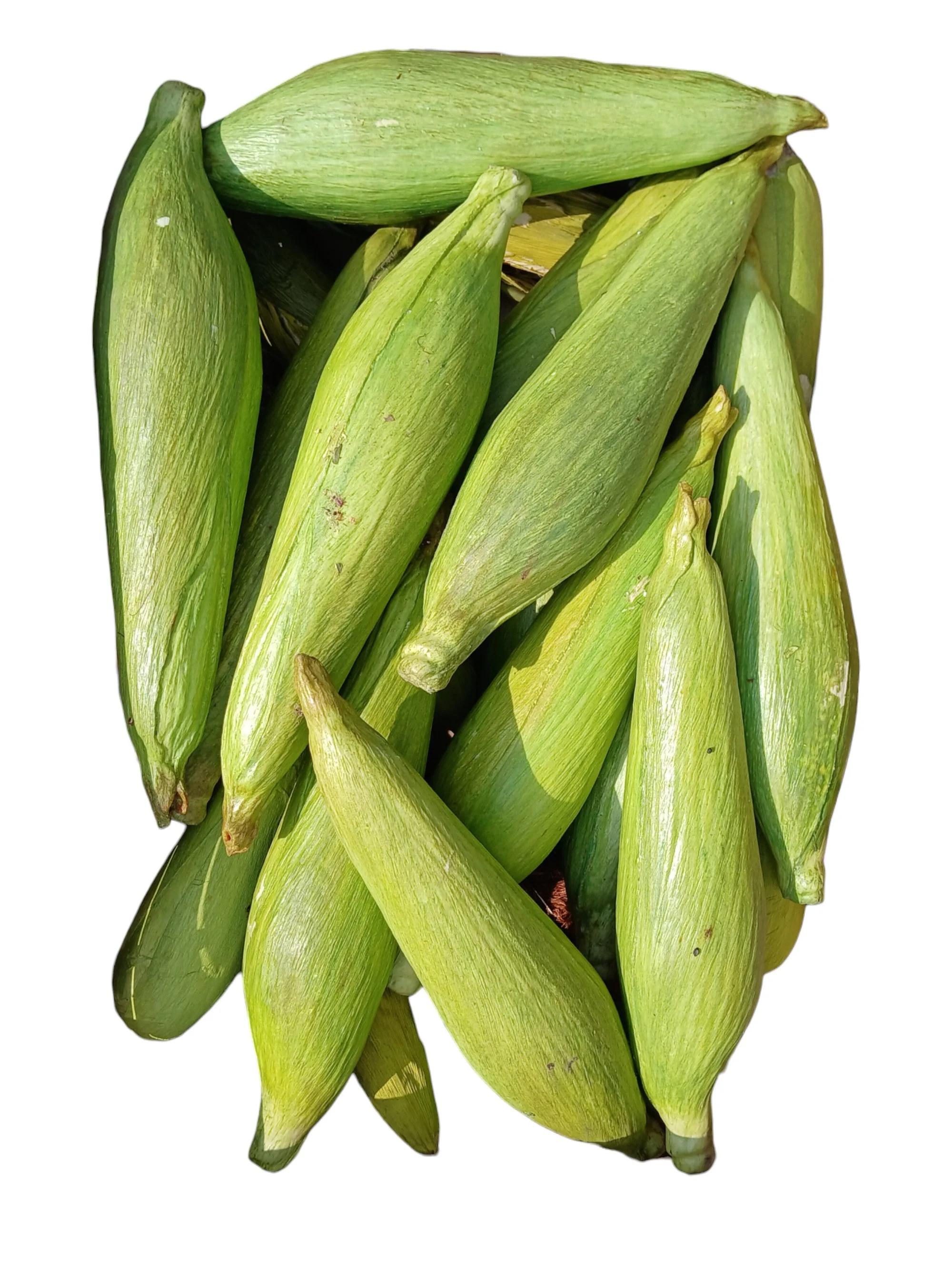 Corn on the Cob Large