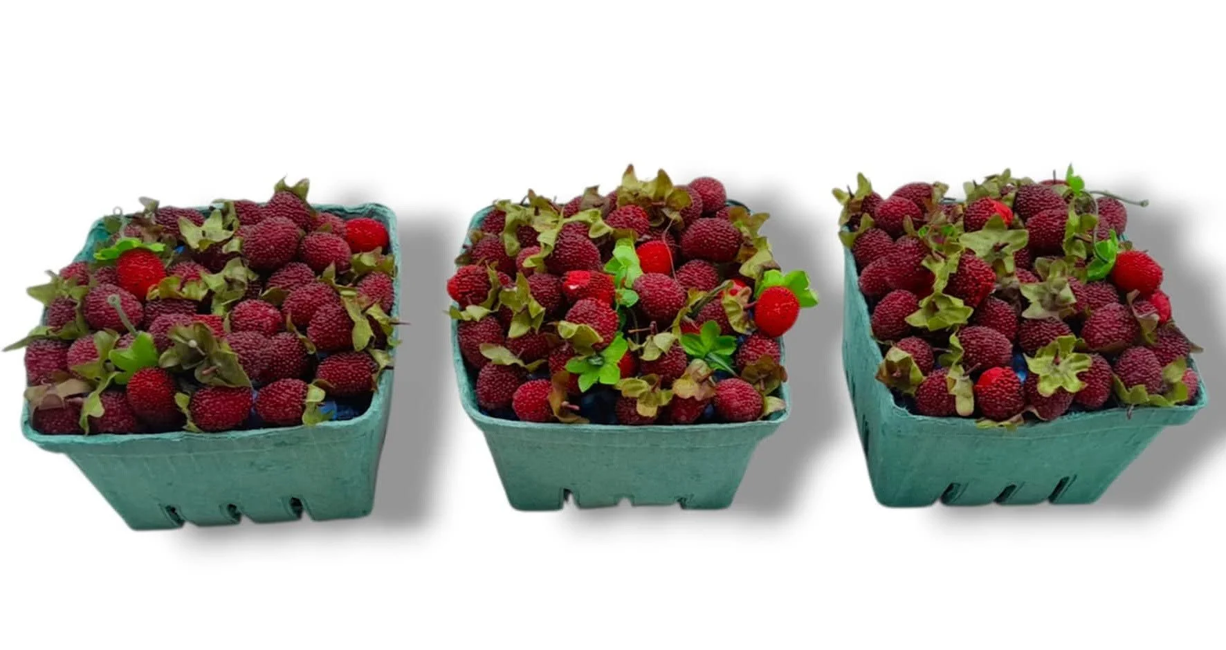 Raspberries Large