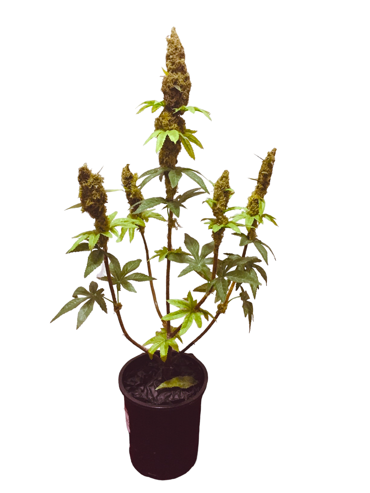 Large Potted Plant