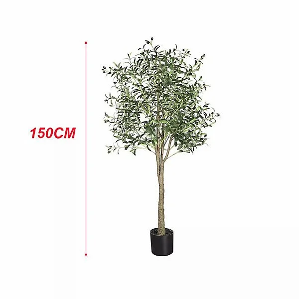 Large Olive Tree