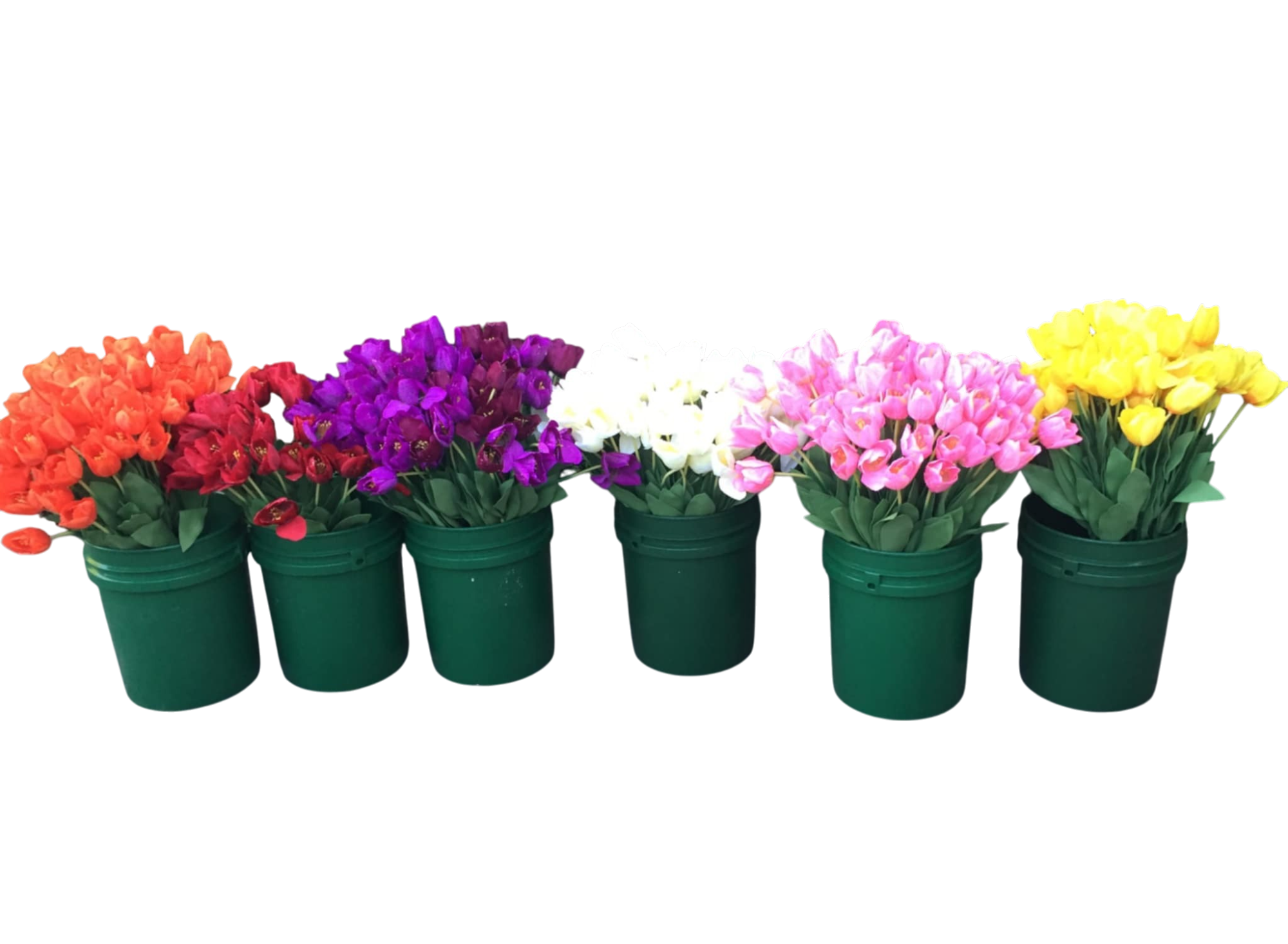 Tulips