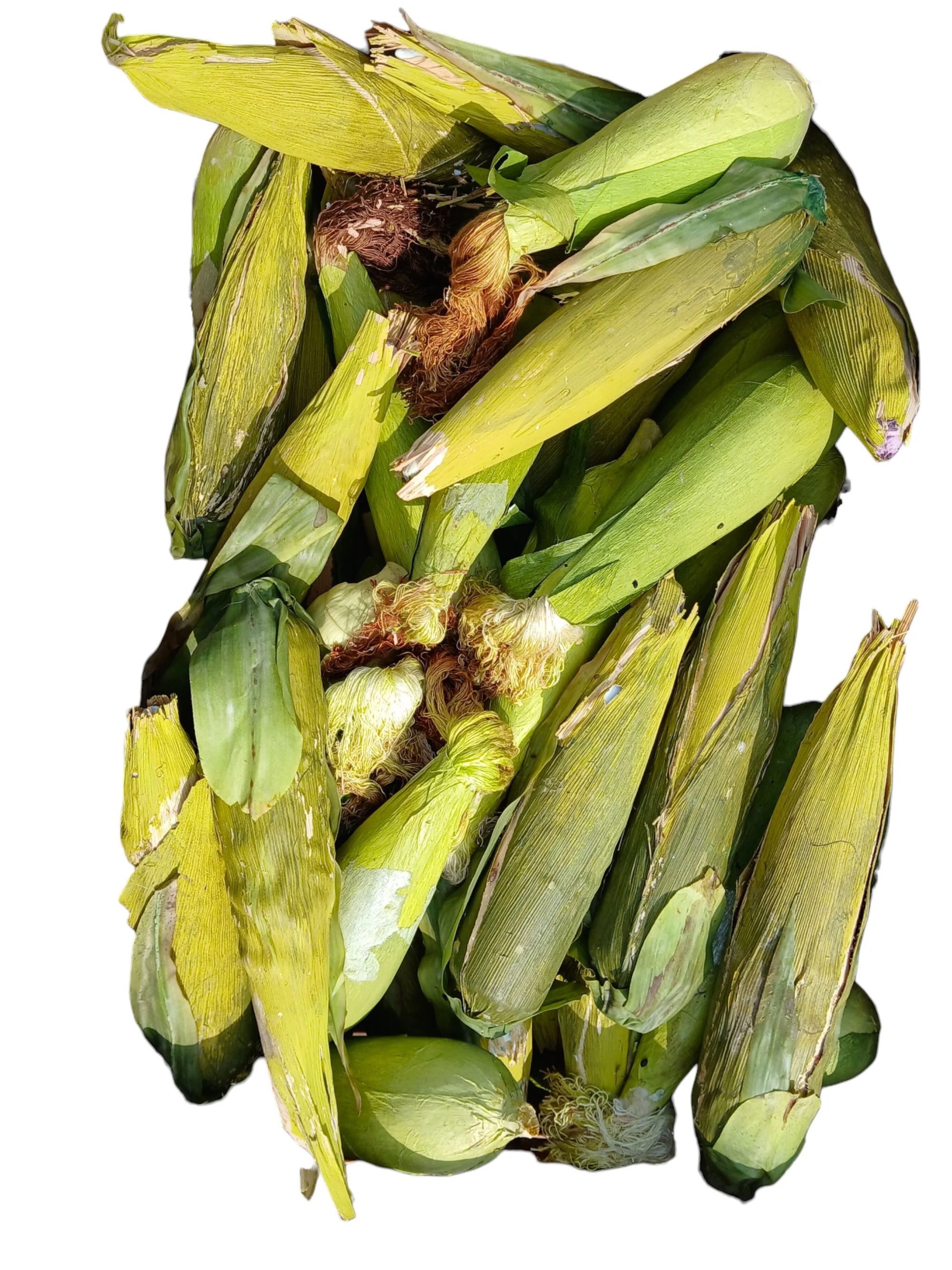 Corn on the Cob Medium
