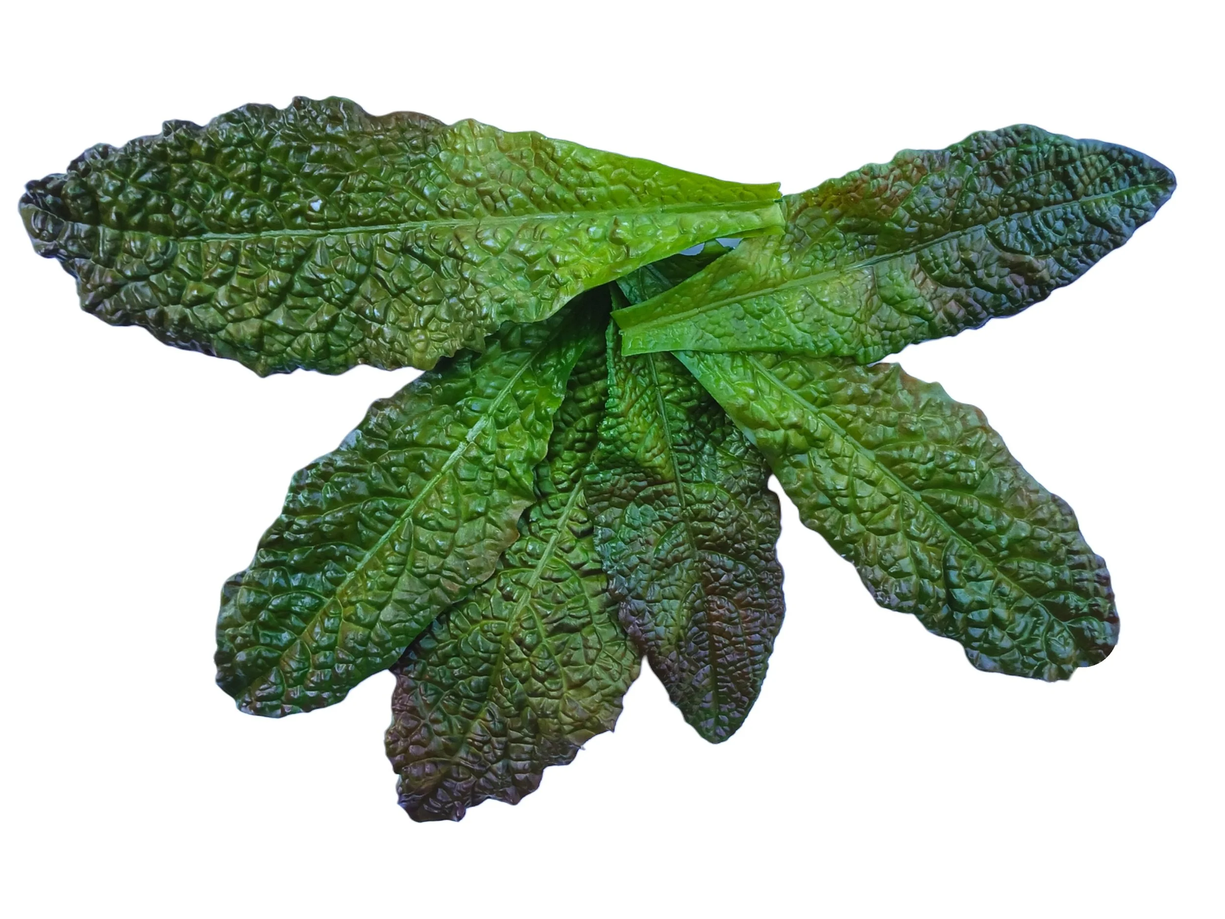 Lettuce Romaine Leaves