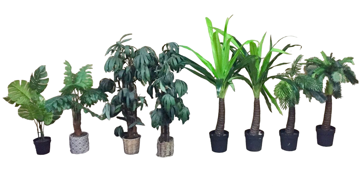 Potted Palms Medium