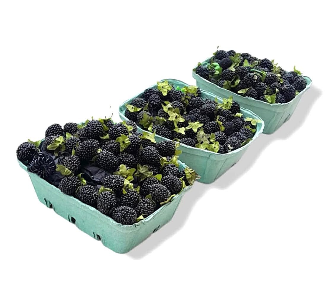 Blackberries.jpg