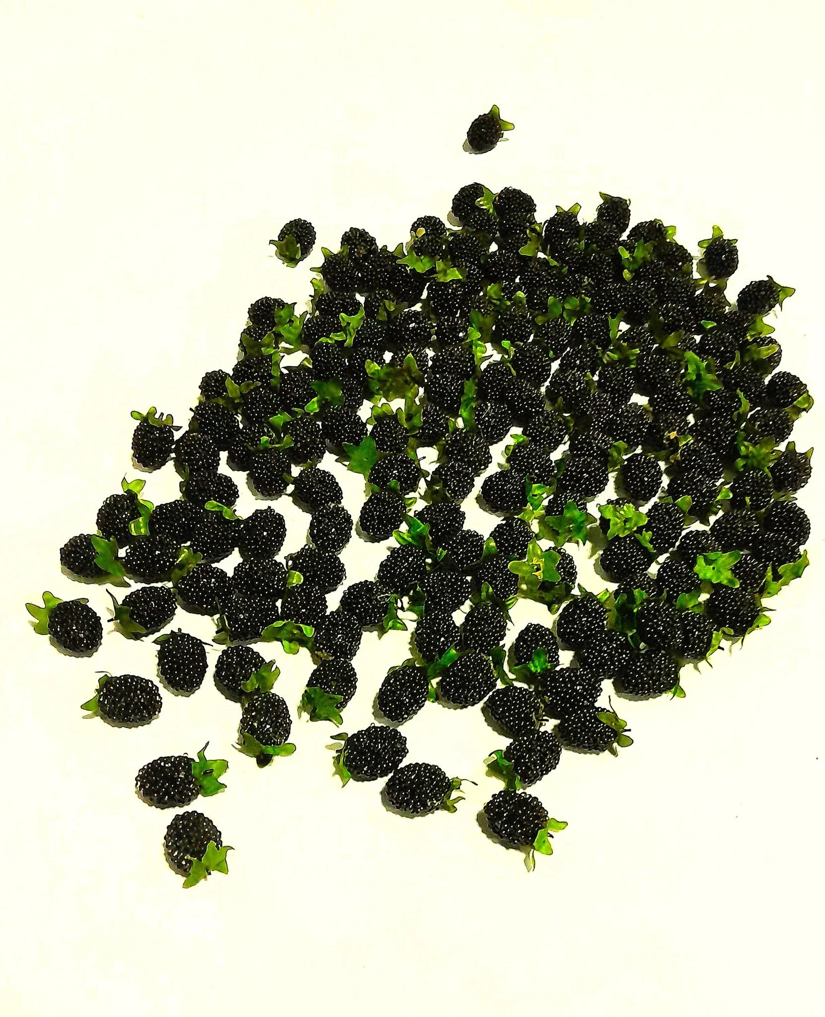 Blackberries