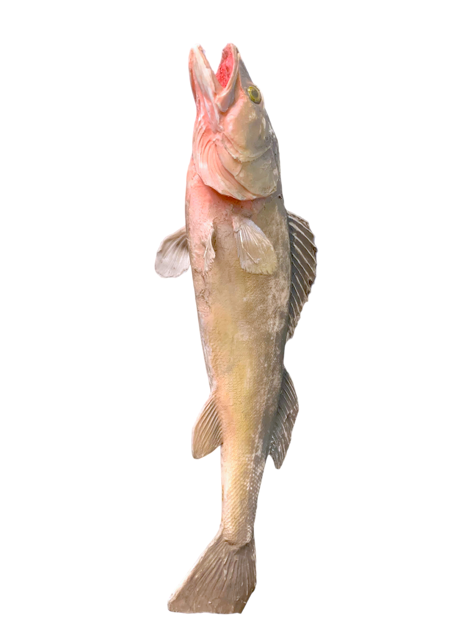 Pink Salmon