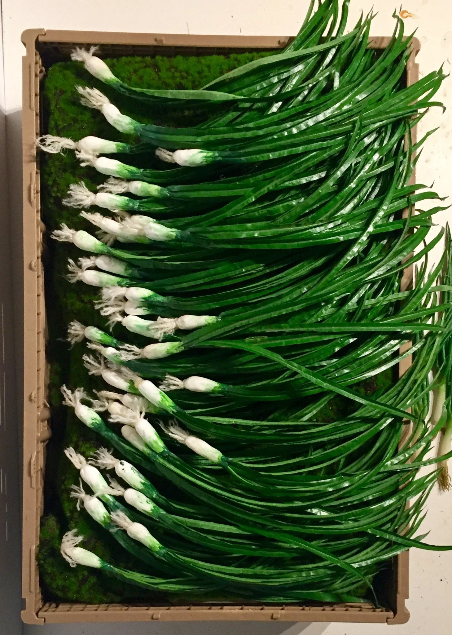 Green Onion Large