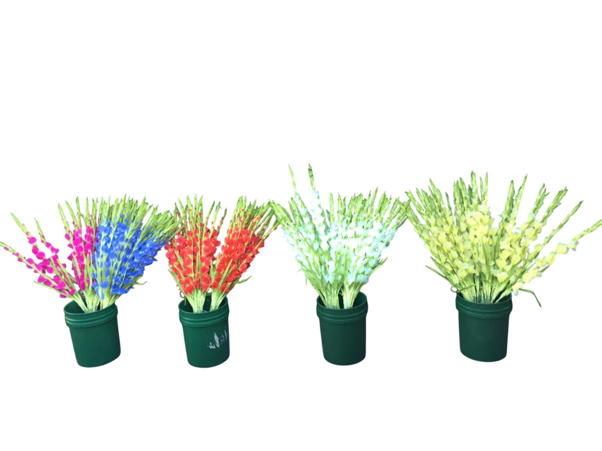 Gladiolus