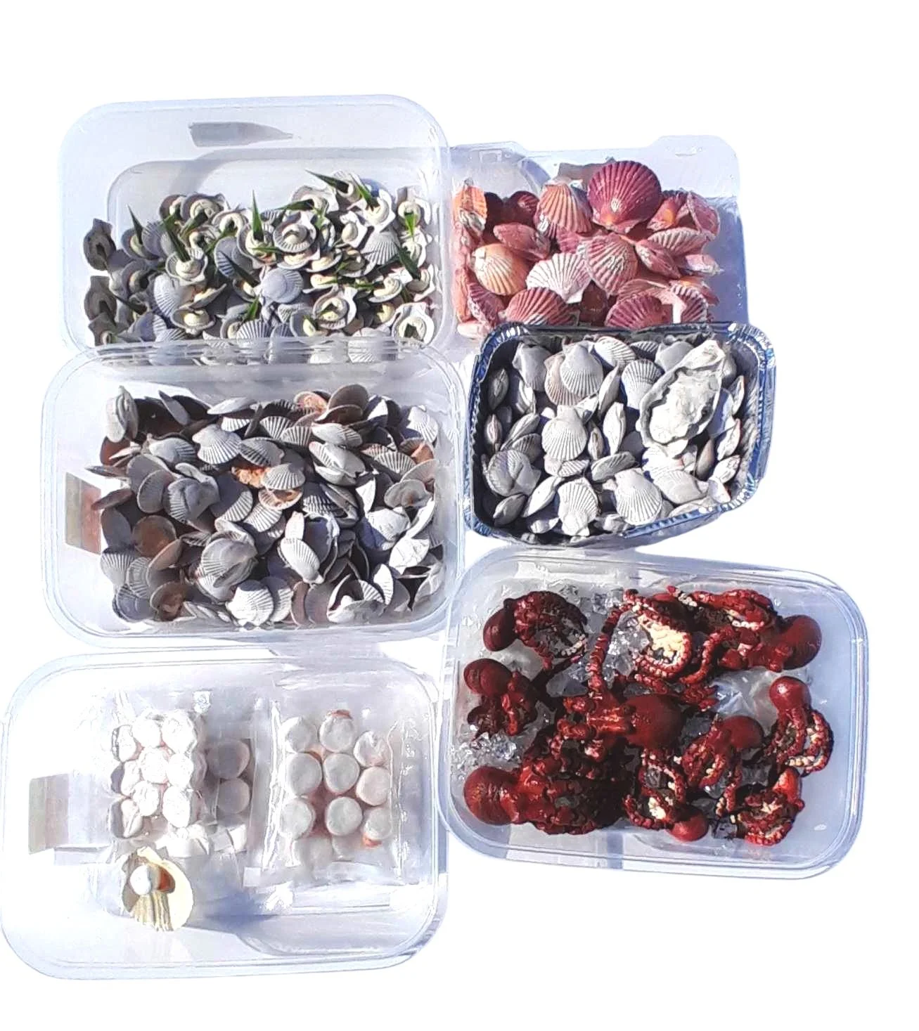Assorted Shells & Baby Octopus