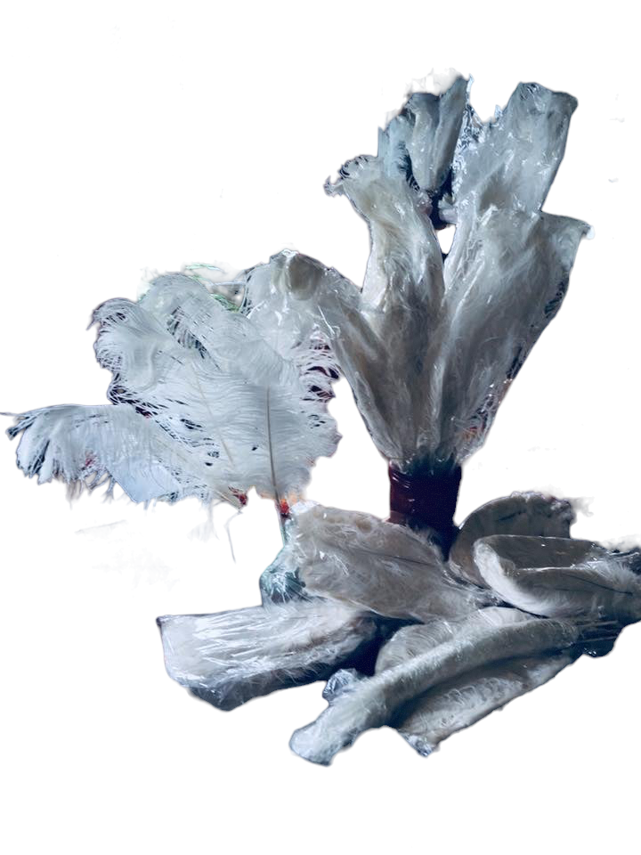 Large White Feathers