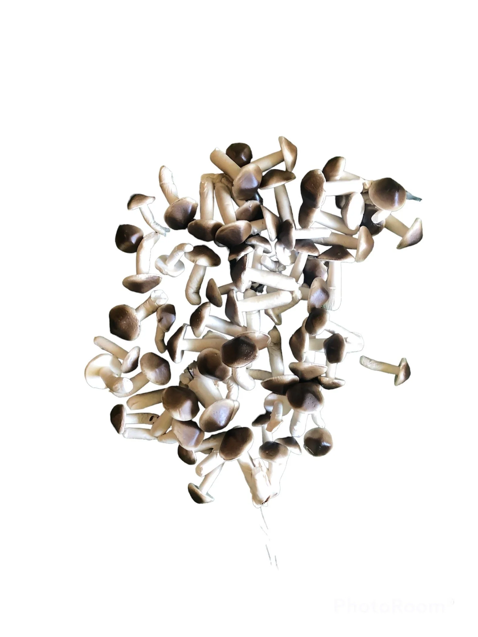 Mushroom Bundles