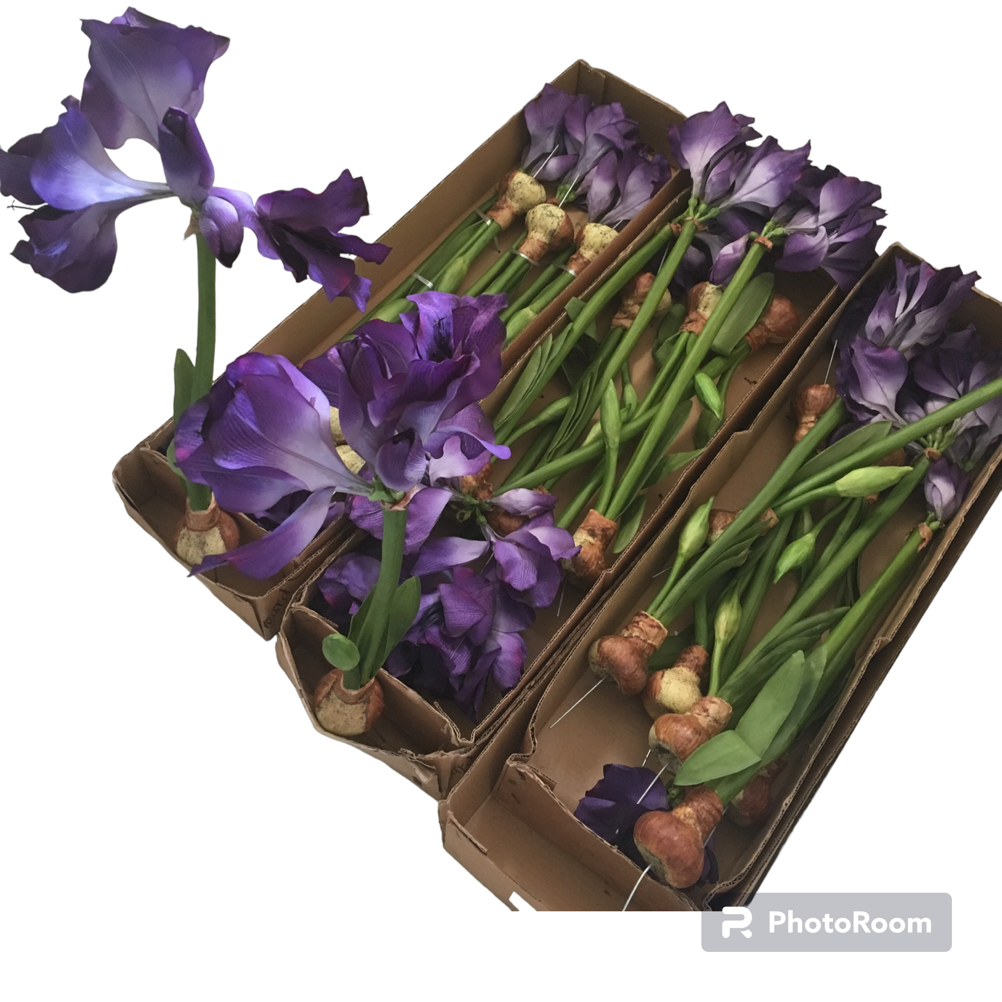 Loose Iris with Tuber