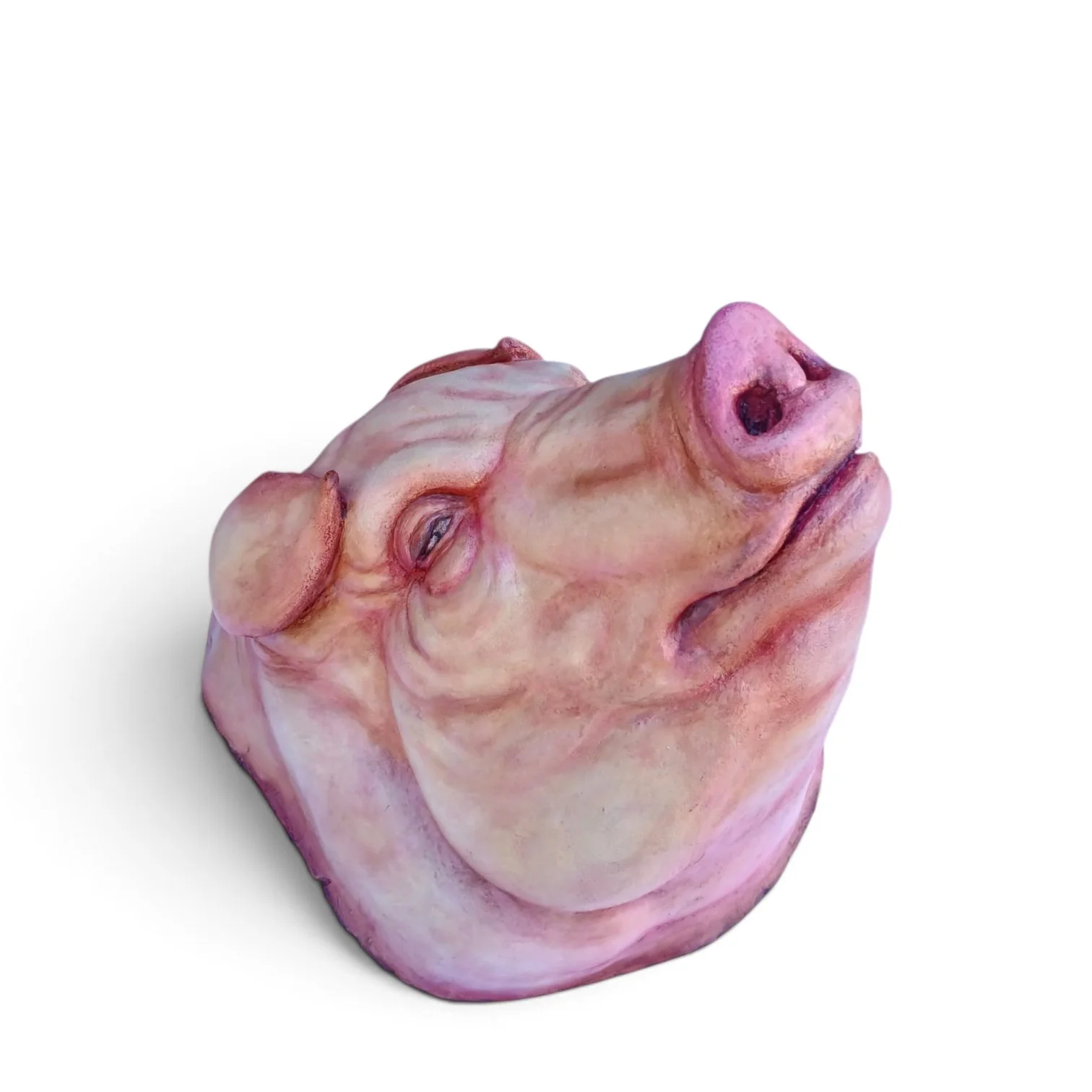 Severed Raw  Pig Head