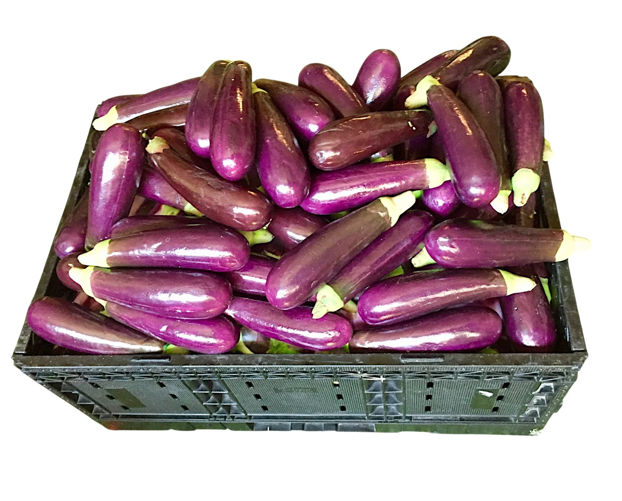 Eggplant