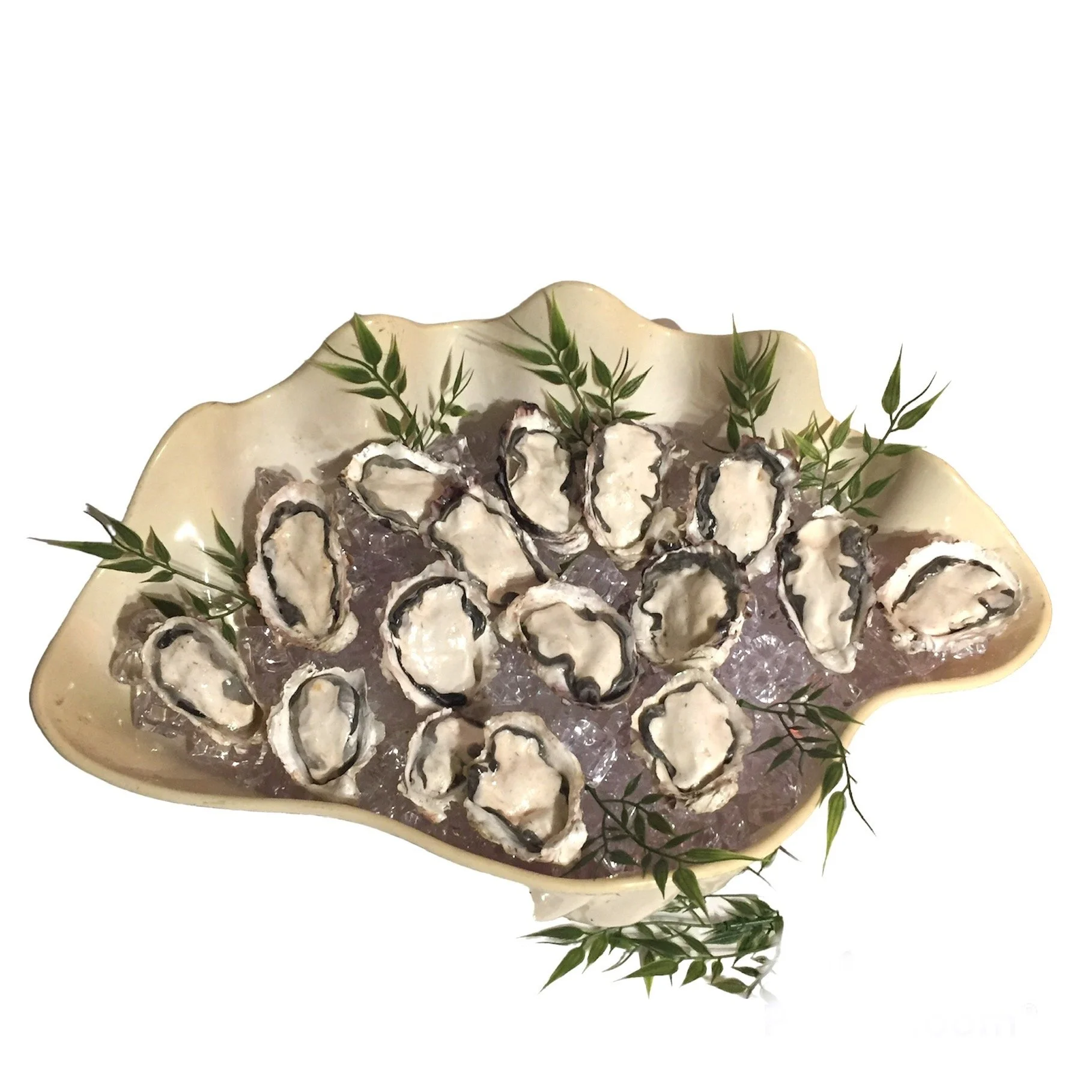Oysters