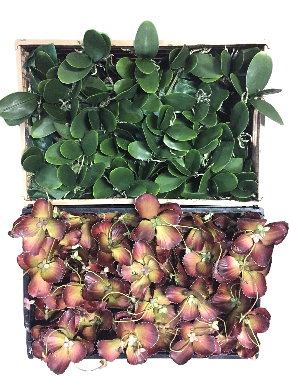 Crate of Herbs