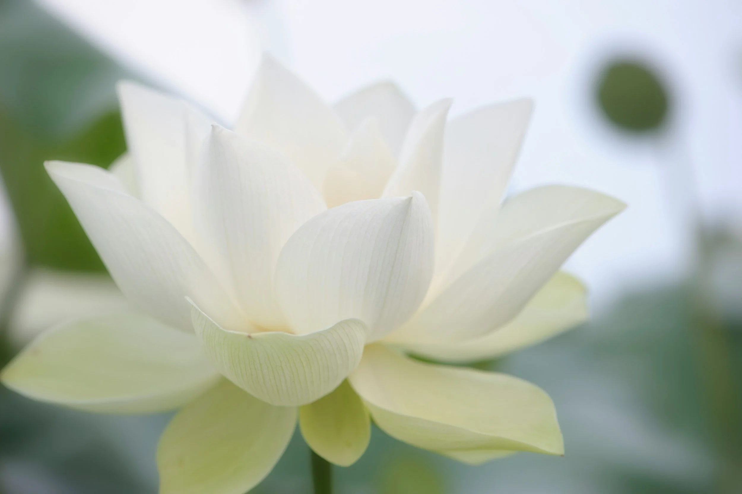 A pink lotus flower with green leaves in a dark, natural setting.