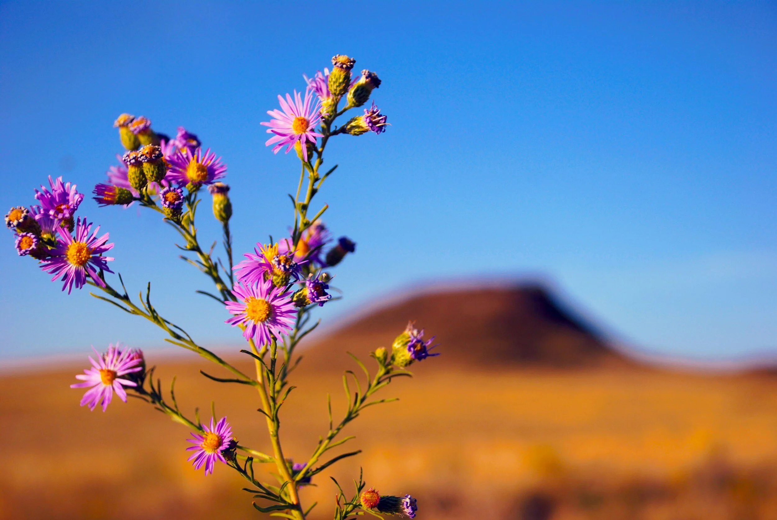 Purple wildflowers against a blurred landscape with a hill under a clear blue sky.