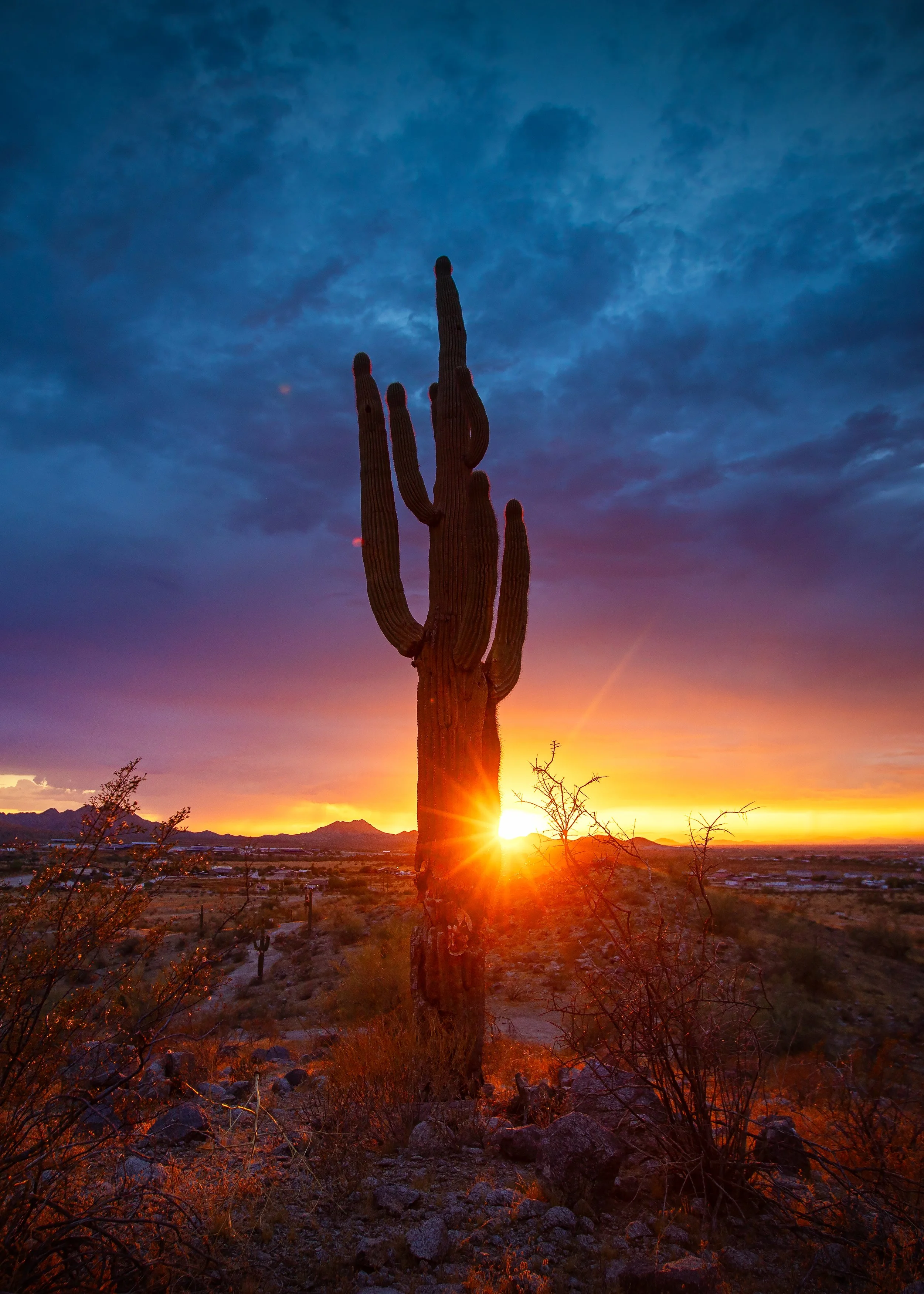 cactus-on-hillside-monsoon-buckeye,-az-summer-2023-5x7.jpg